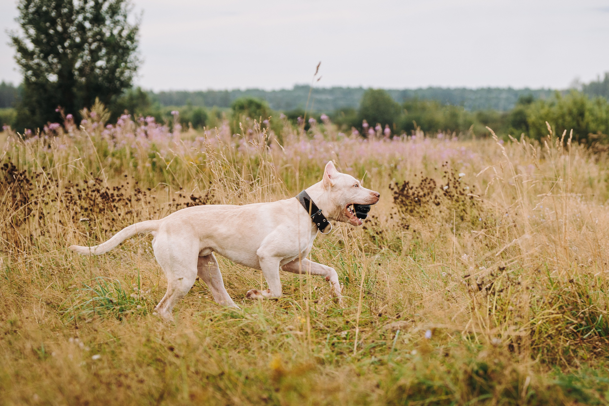 Оля и Гламур. Фотограф анималист в Спб недорого Олеся Майорова