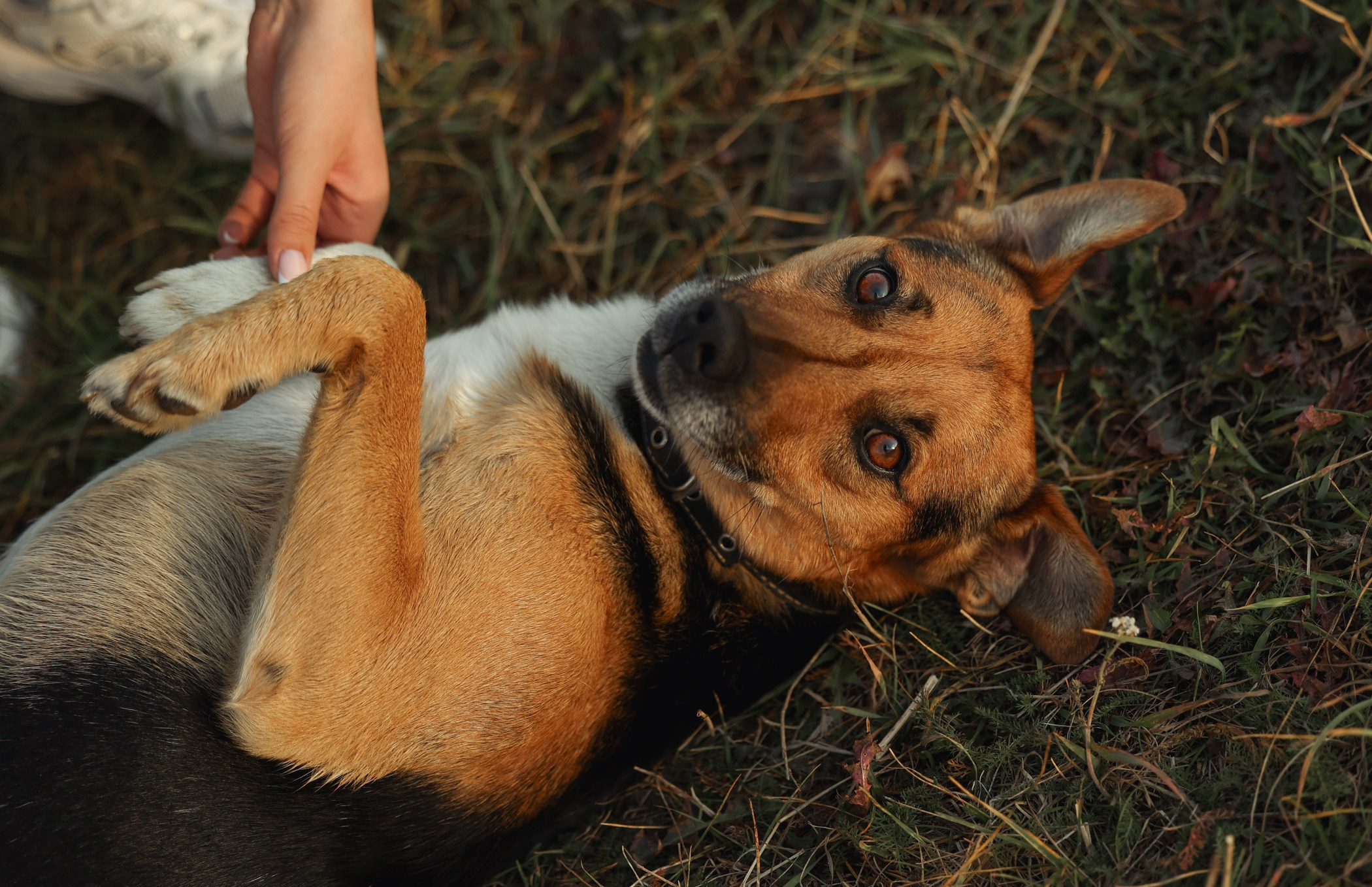 Прогулка на природе. Фотограф-анималист Полина Колкова | Москва