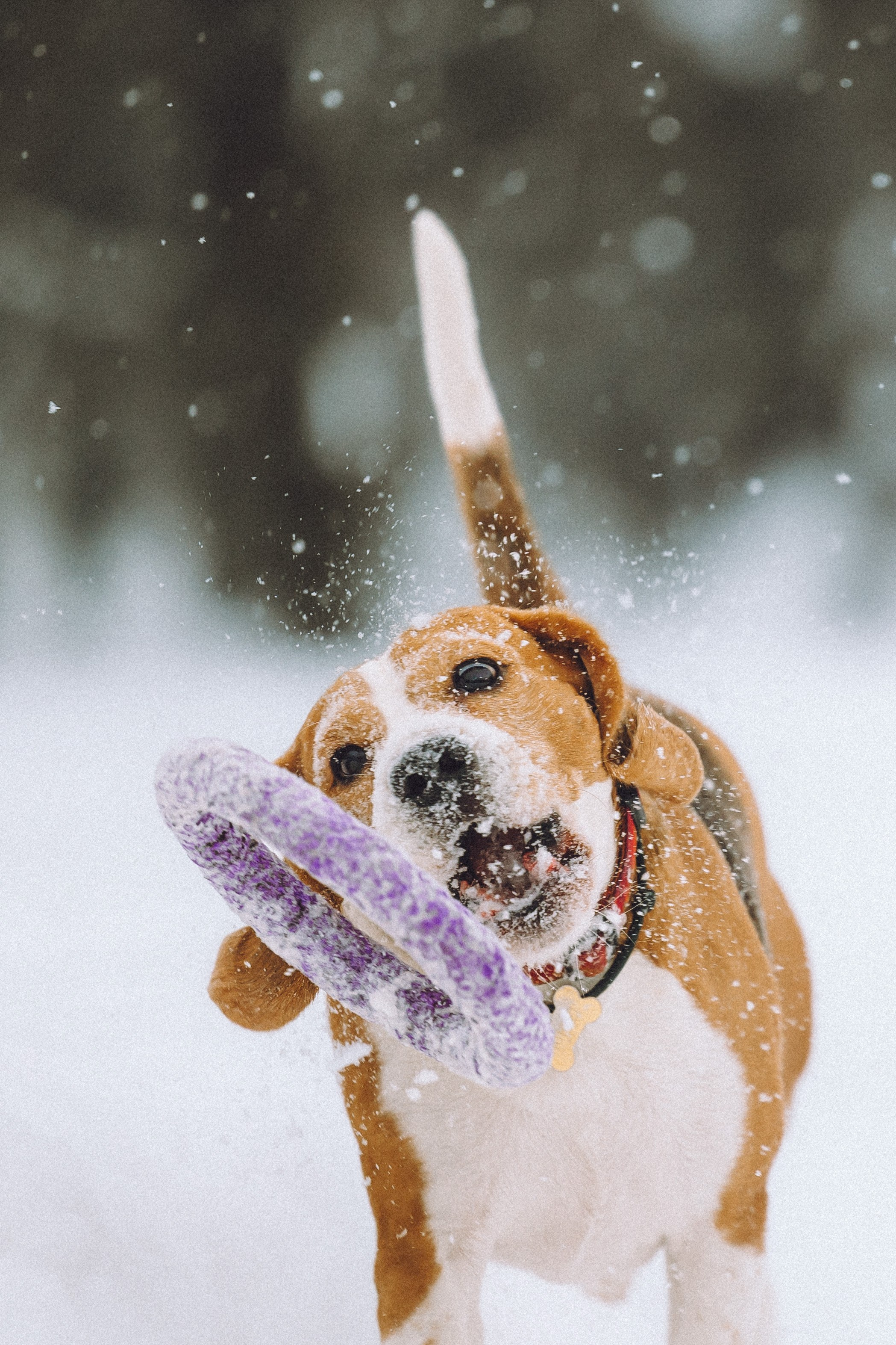 Роман, Портер и Коррес