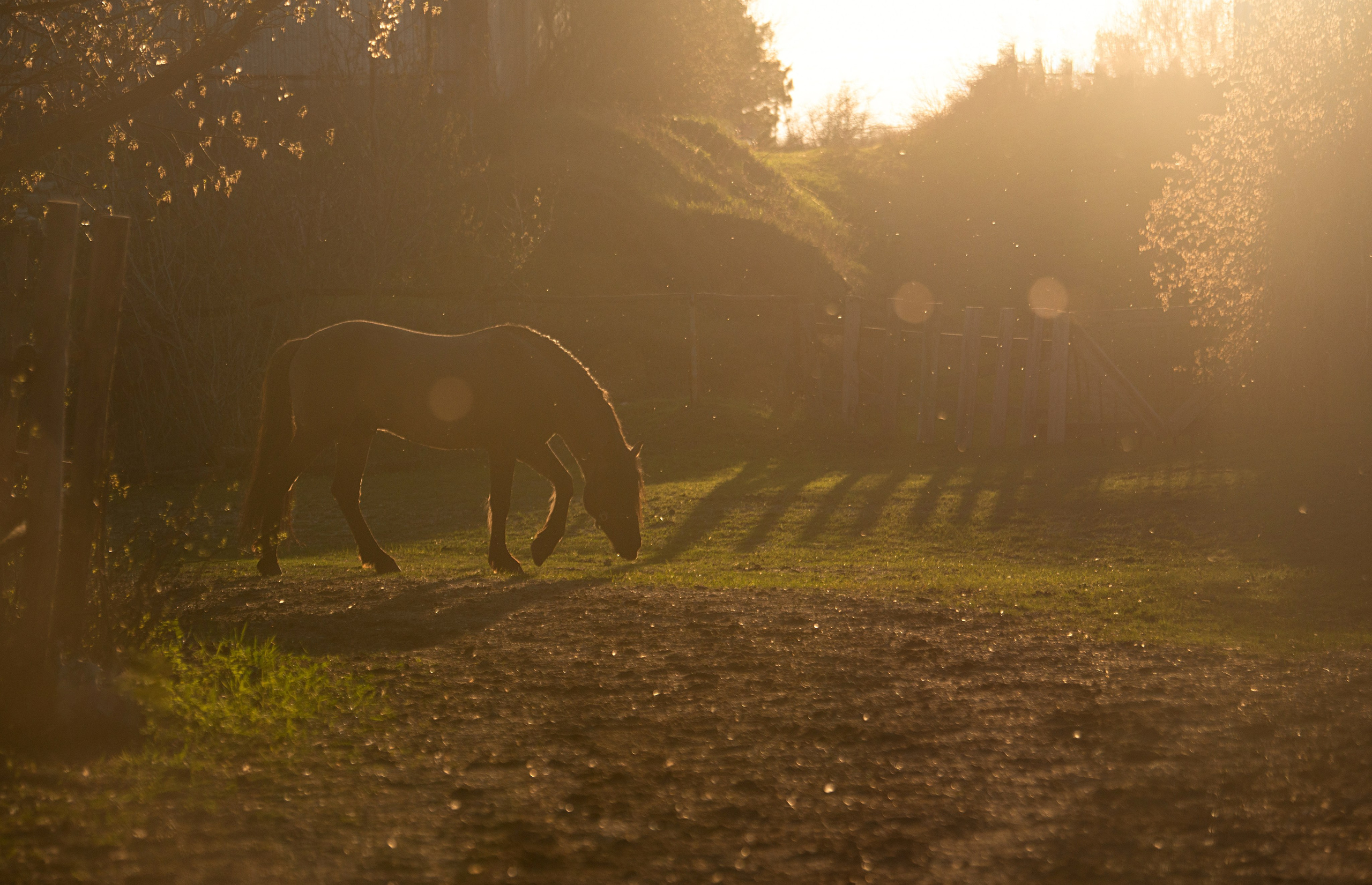 Вятка Исток. Конный фотограф в Саратове Юлия Иванова