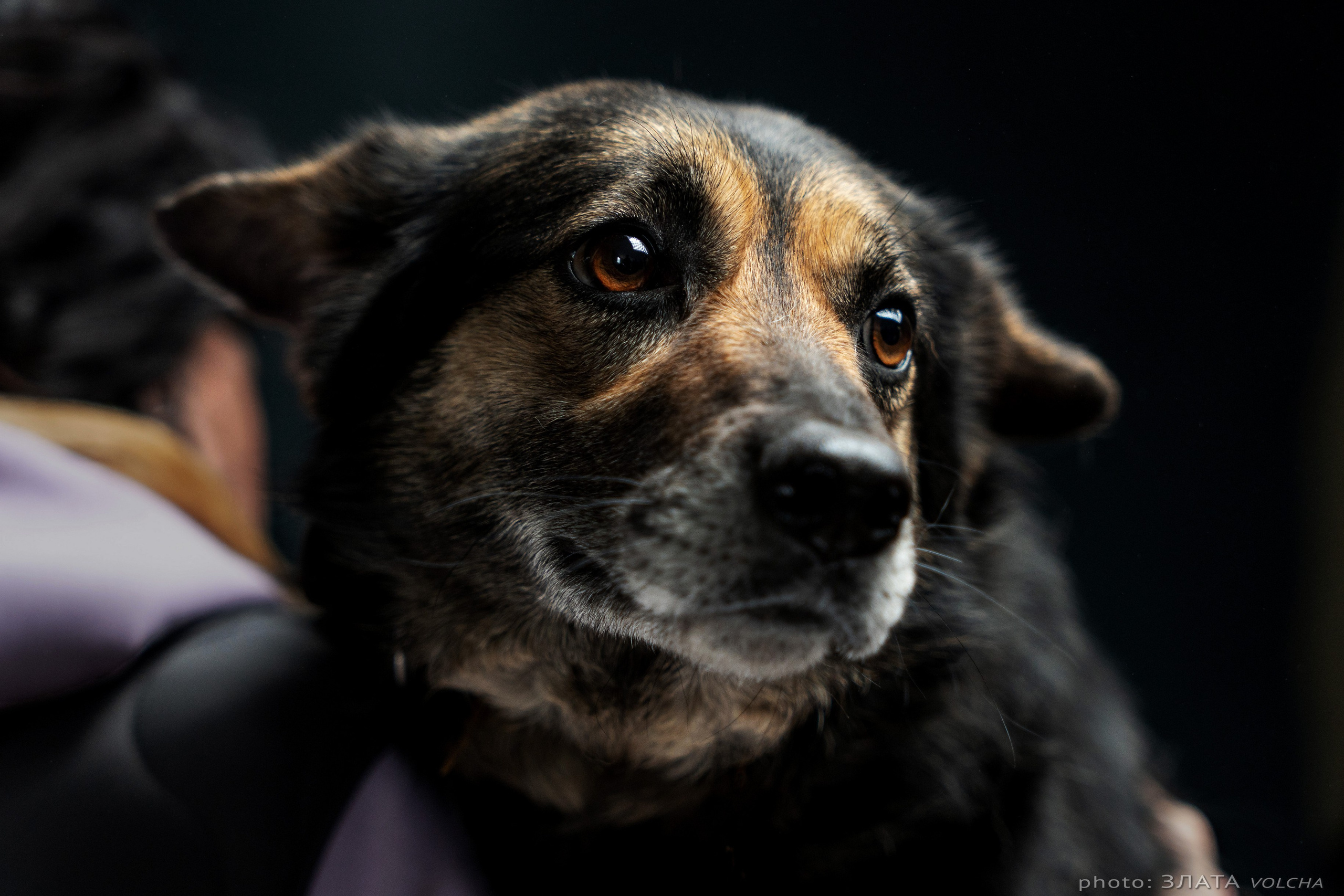 Собаки в студии. Фото, видео, монтаж