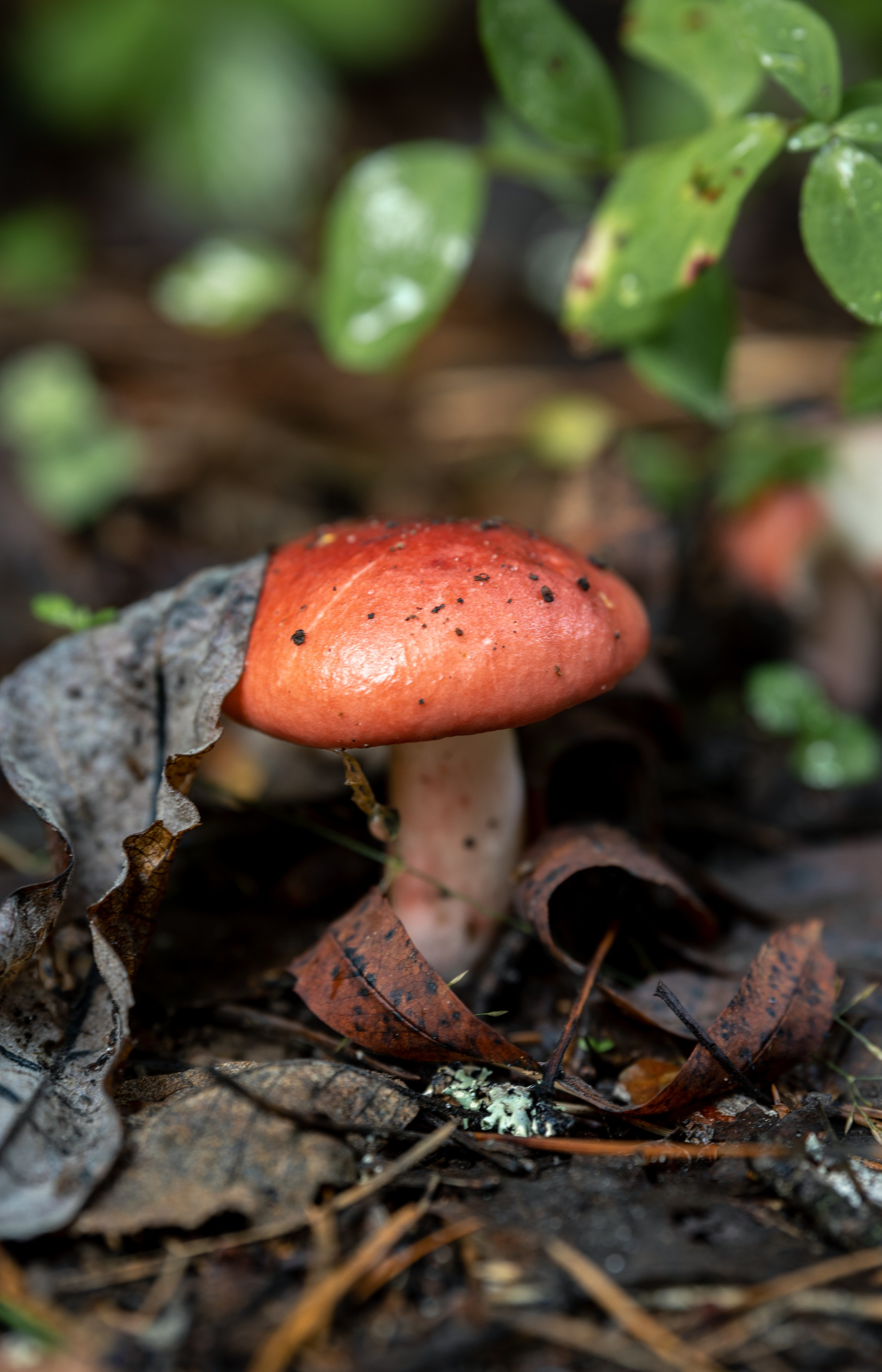 Природные пейзажи. Наталия Клевинскас портретный фотограф в Костроме