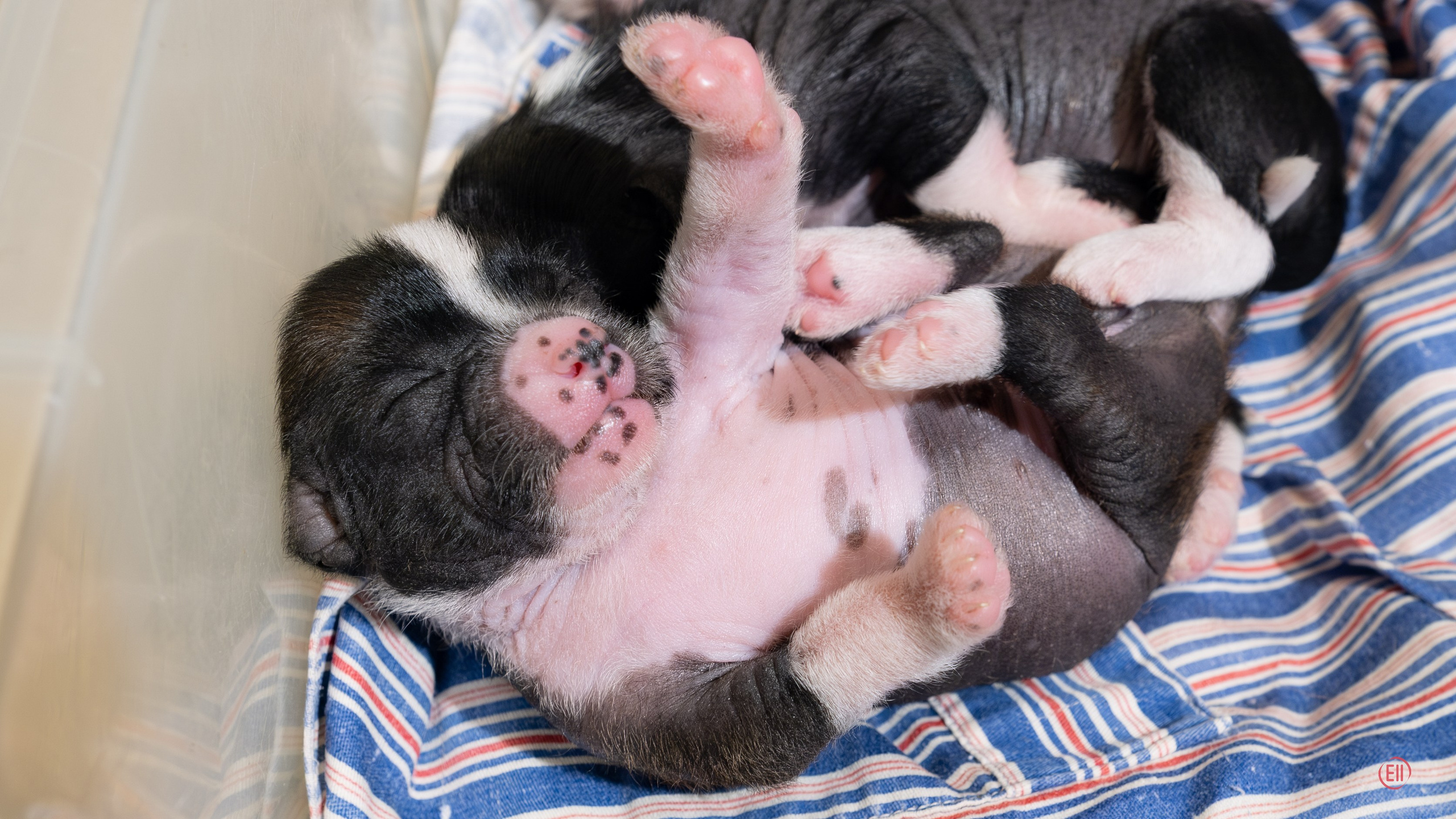 Poale Ell Deniz. Poale Ell Chinese Crested Dog Kennel: Buy a puppy from the kennel