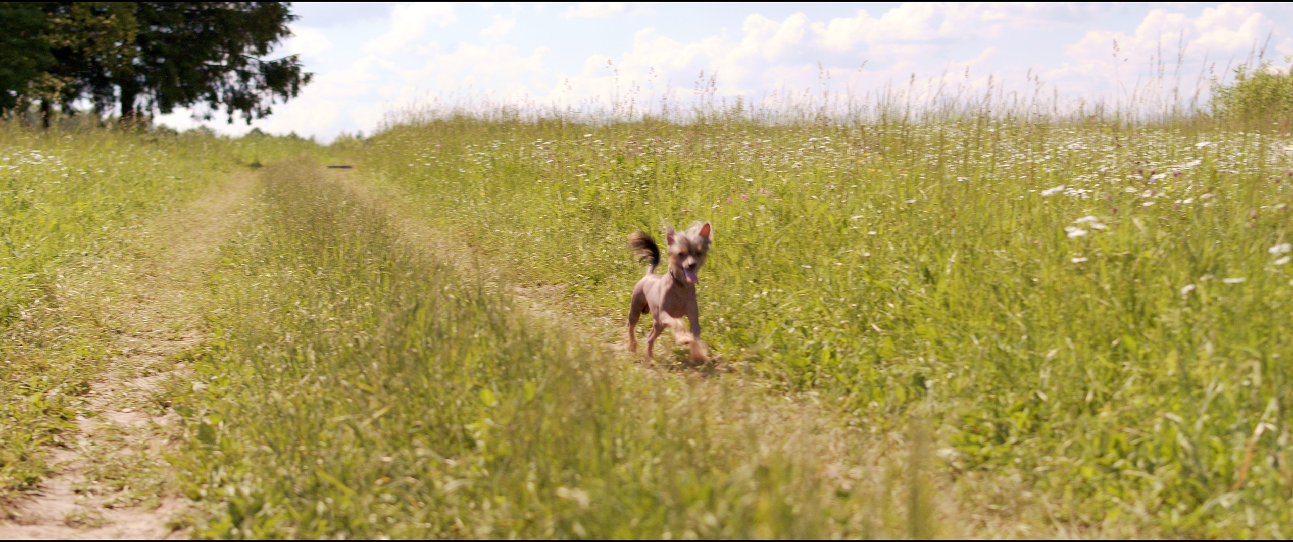 Footage from the interview. Poale Ell Chinese Crested Dog Kennel: Buy a puppy from the kennel
