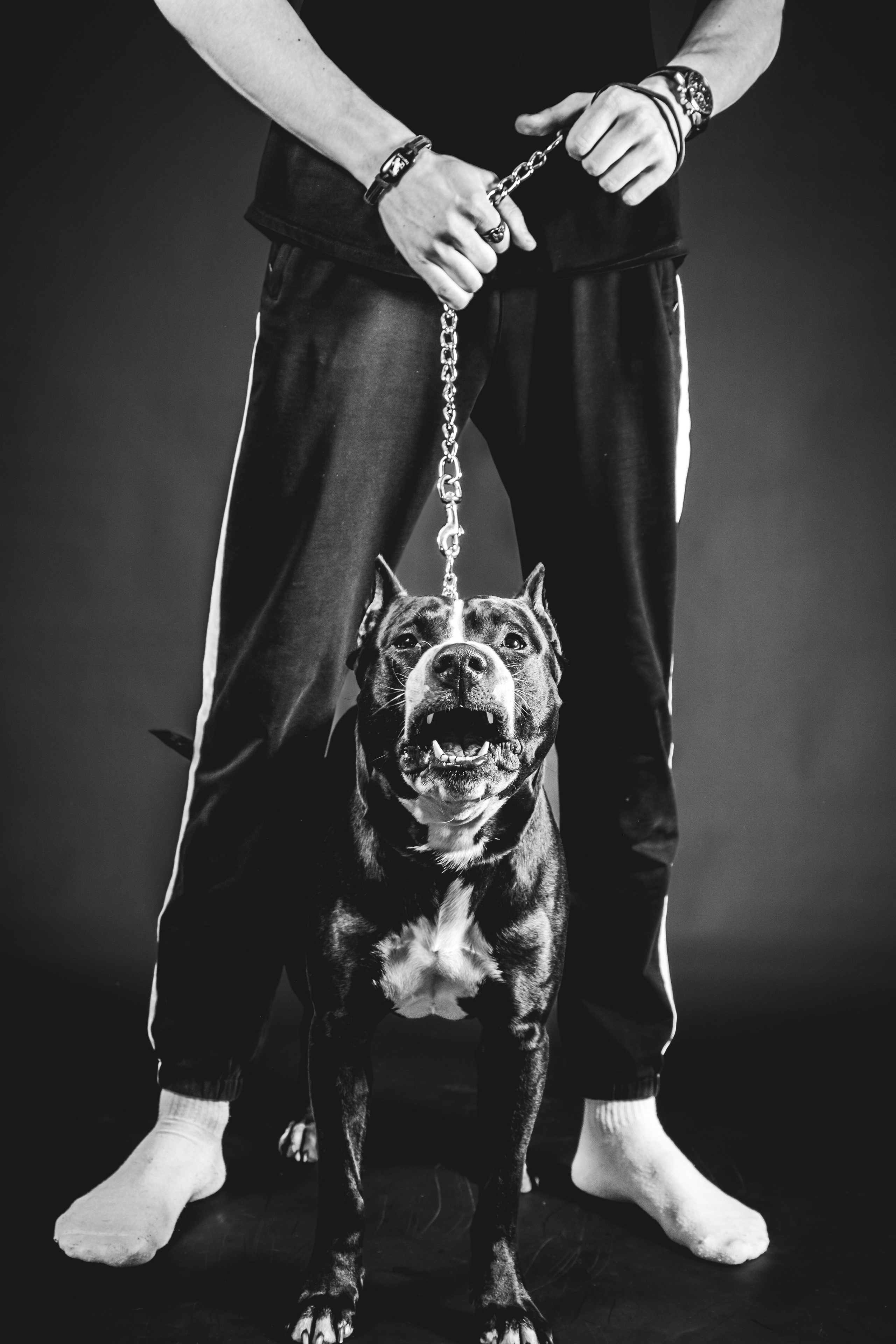 Фотосессия с собакой в студии. Фотограф Макс Огурцов в Нижнем Новгороде