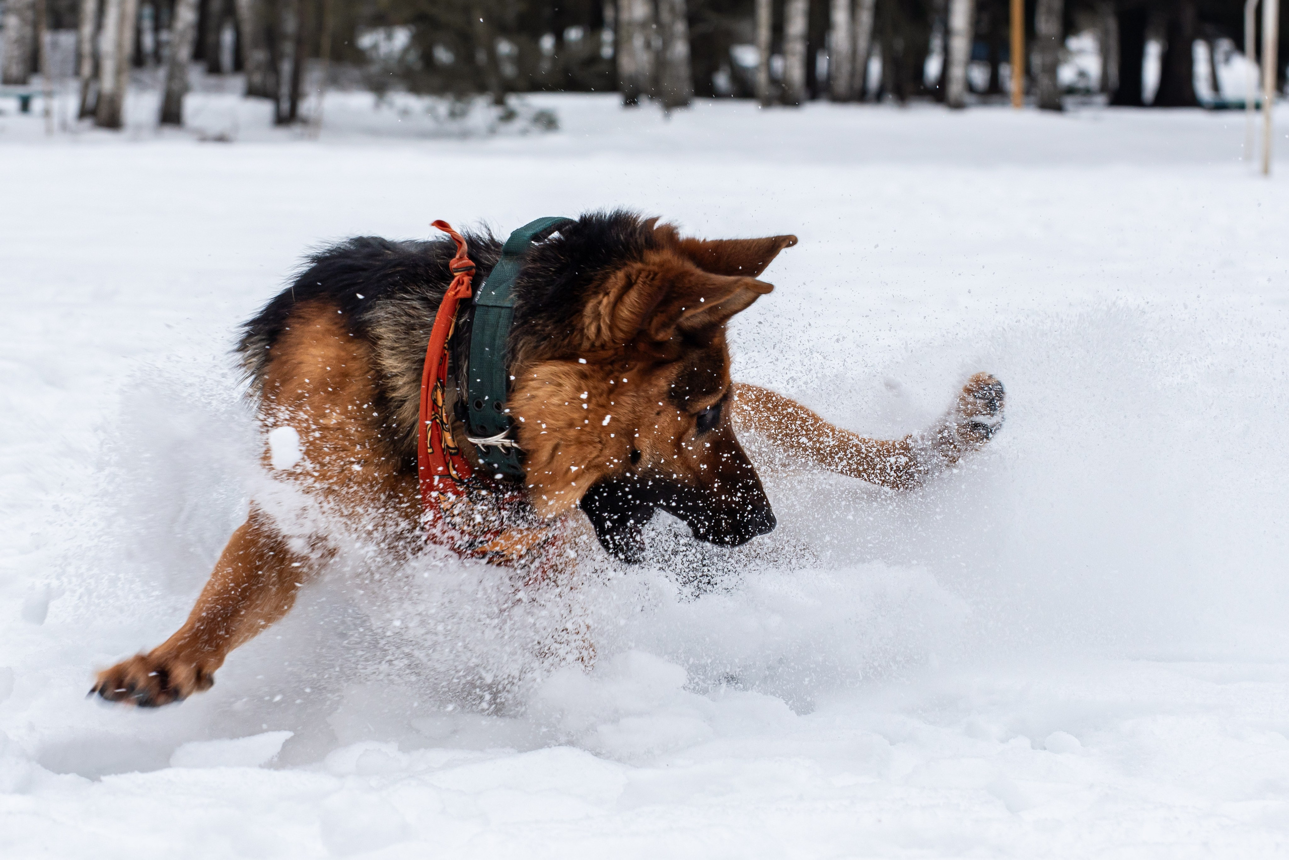 Фотосъёмка с собаками в Кинологическом лагере. Фотограф Макс Огурцов в Нижнем Новгороде