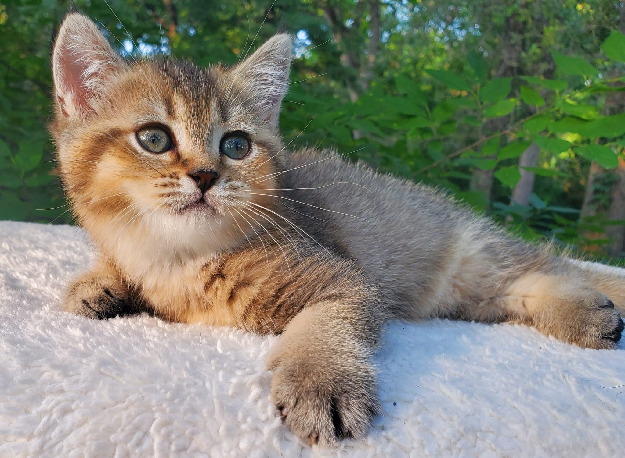 Mura, female, DB-04.07.25, sold. British shorhair Cats