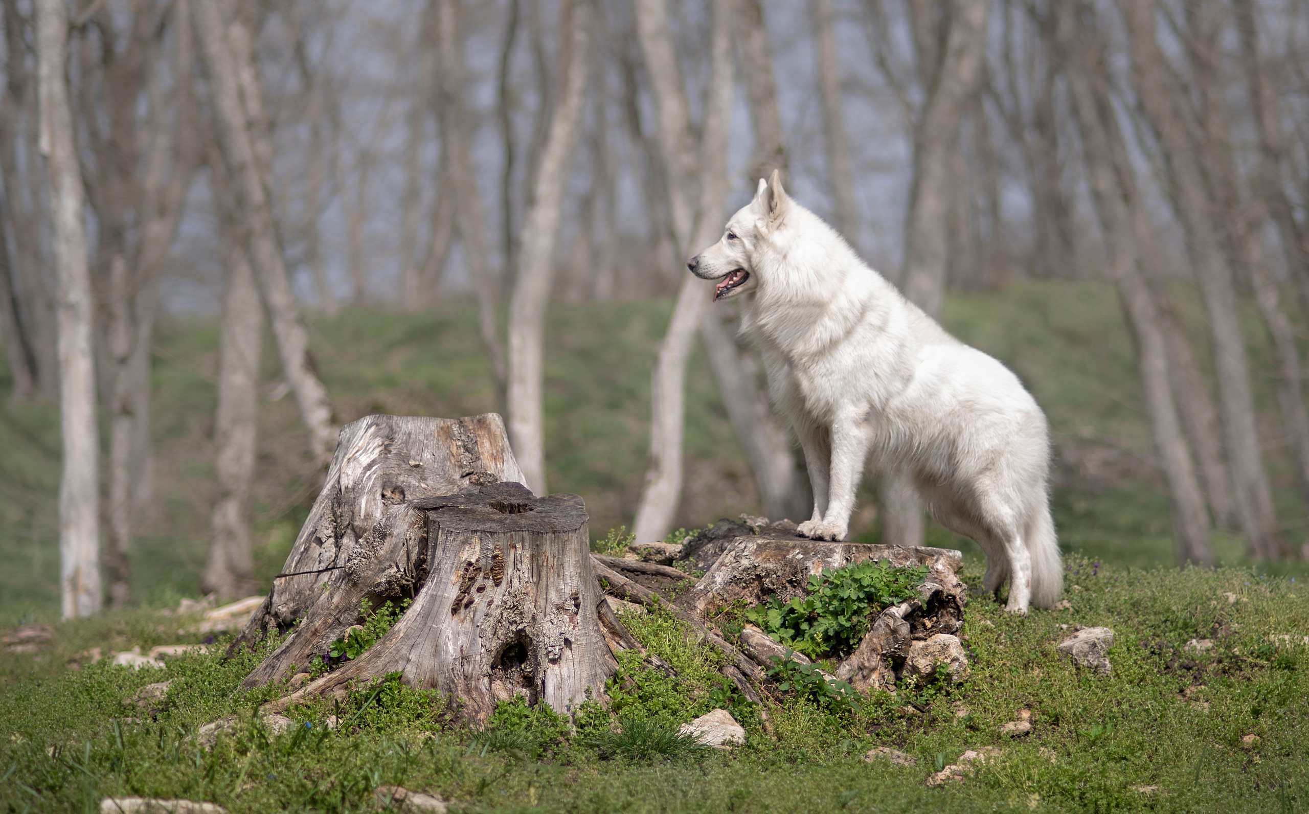 Каспер. Фотограф анималист Ставрополь Яна Кудлай