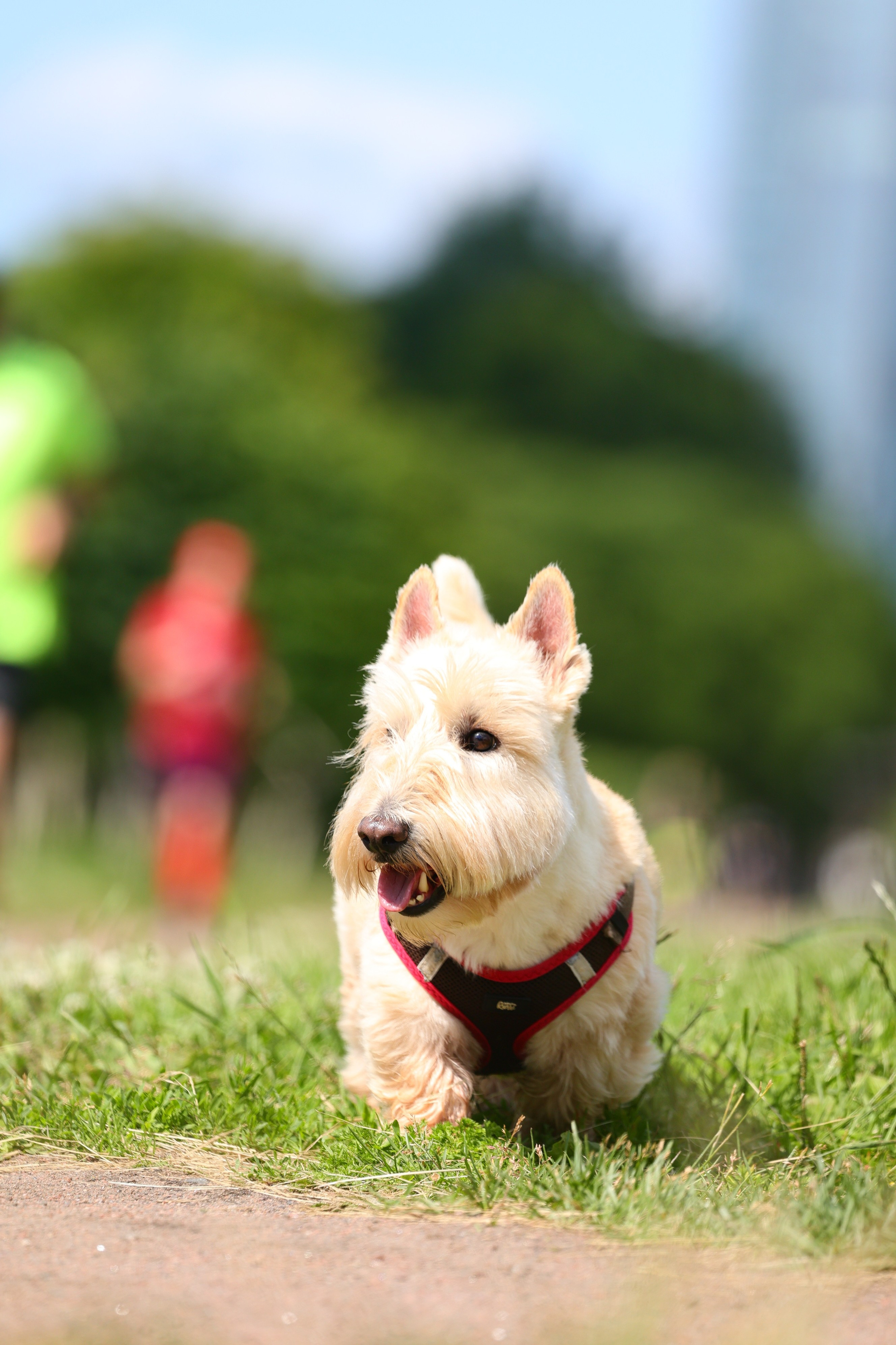 Алые паруса Грифон ран 2025. Спортивный фотограф в Санкт-Петербурге Илья Vacool