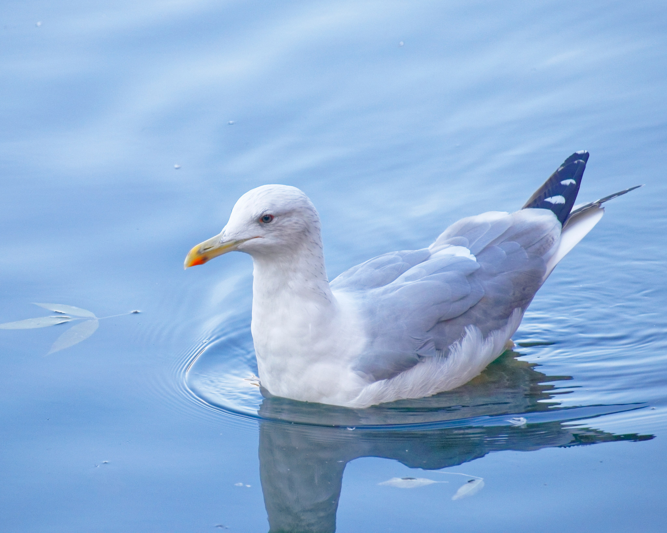 МОСКОВСКИЙ ЗООПАРК. Фотограф Владимир Роля