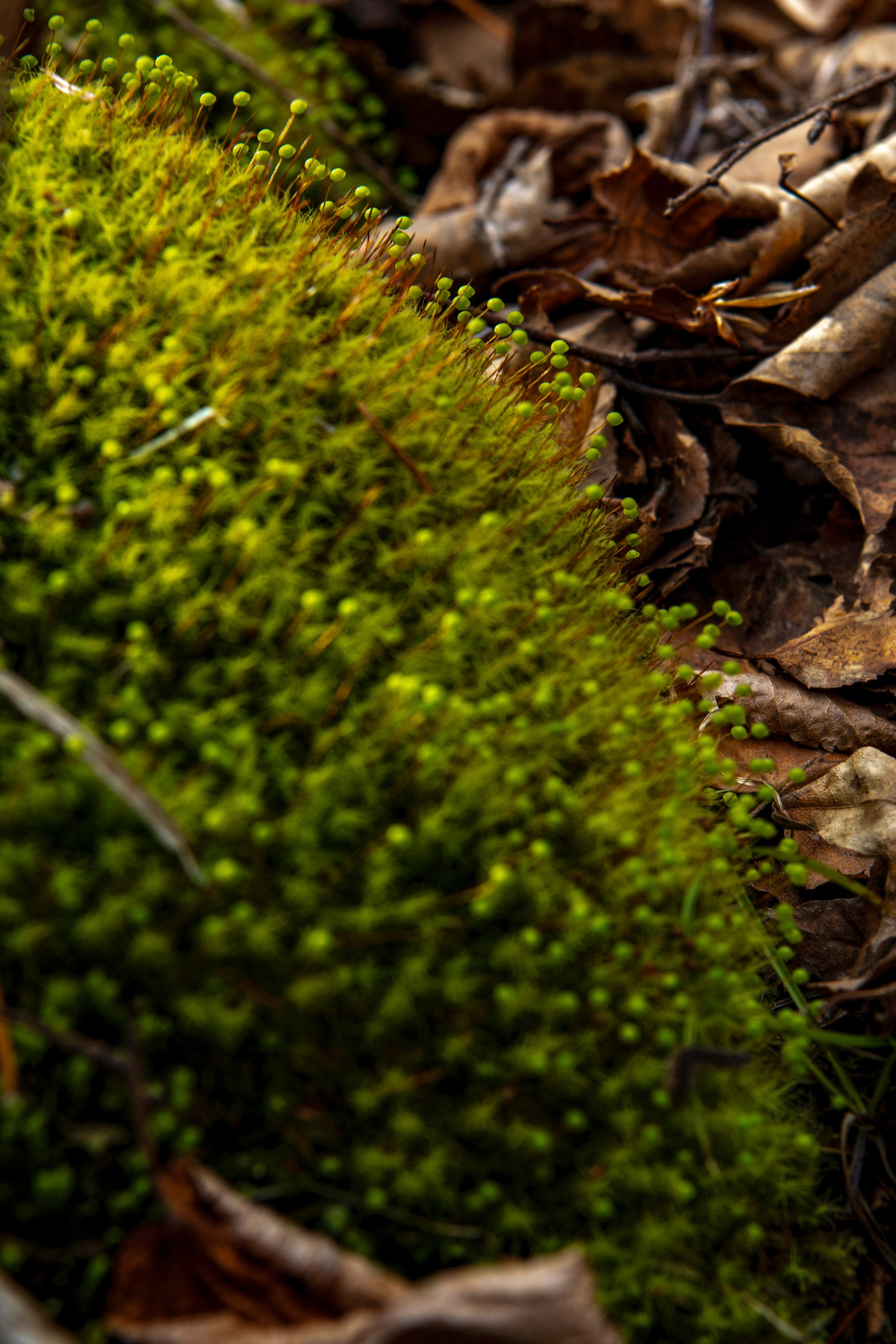 Природа. Команда фотографов Кристины Ивановой