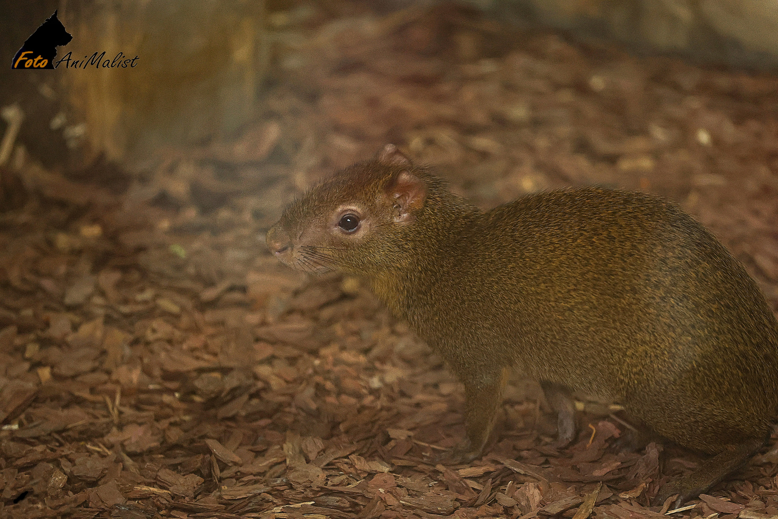 Зоопарк Малинки. Фотограф-АниМалист Анна Абрамова