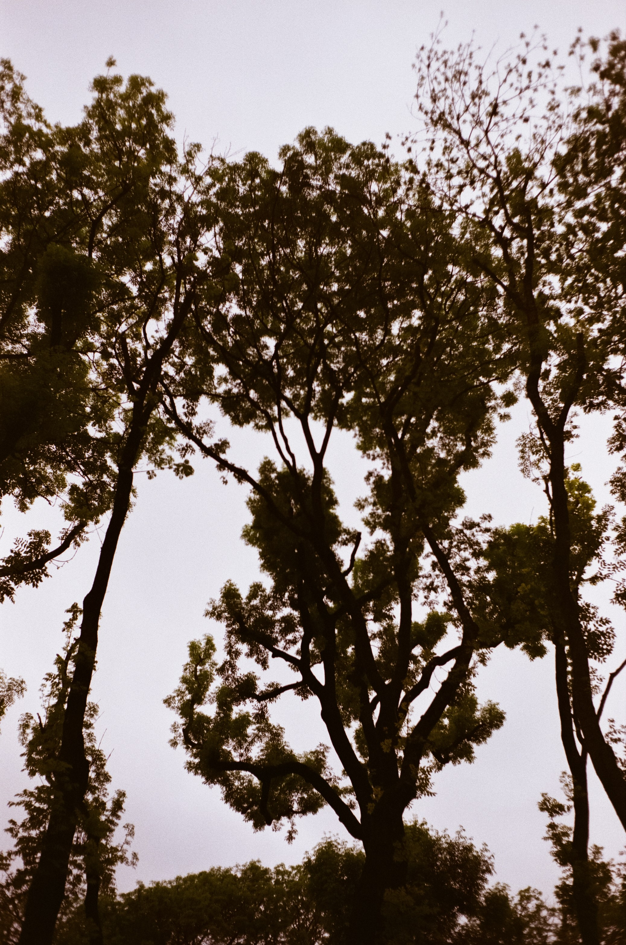 Ессентуки / 4 мая 2024 года / Minox 35GT / Konica VS Super 200