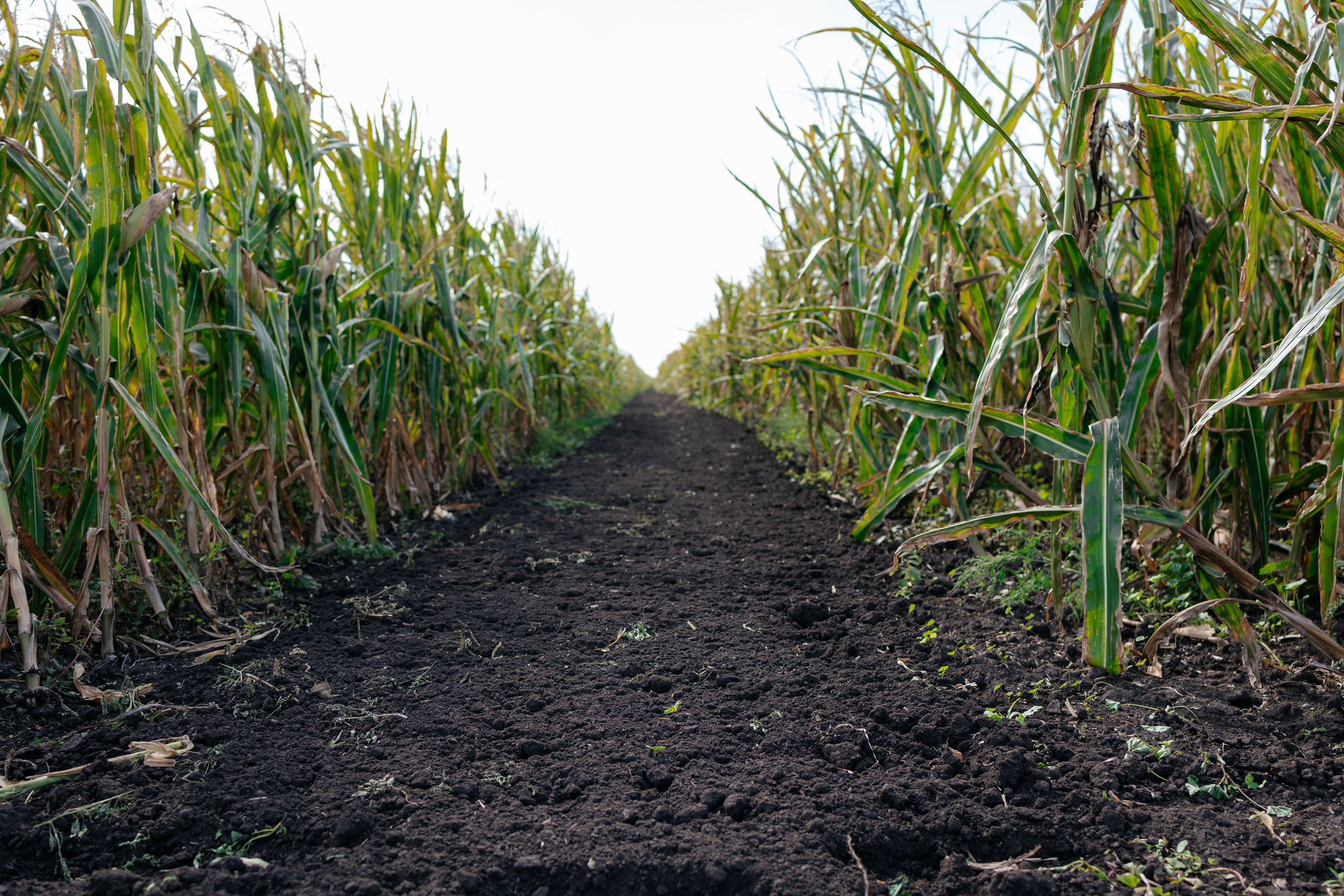 День поля. Фотограф Крохин Олег