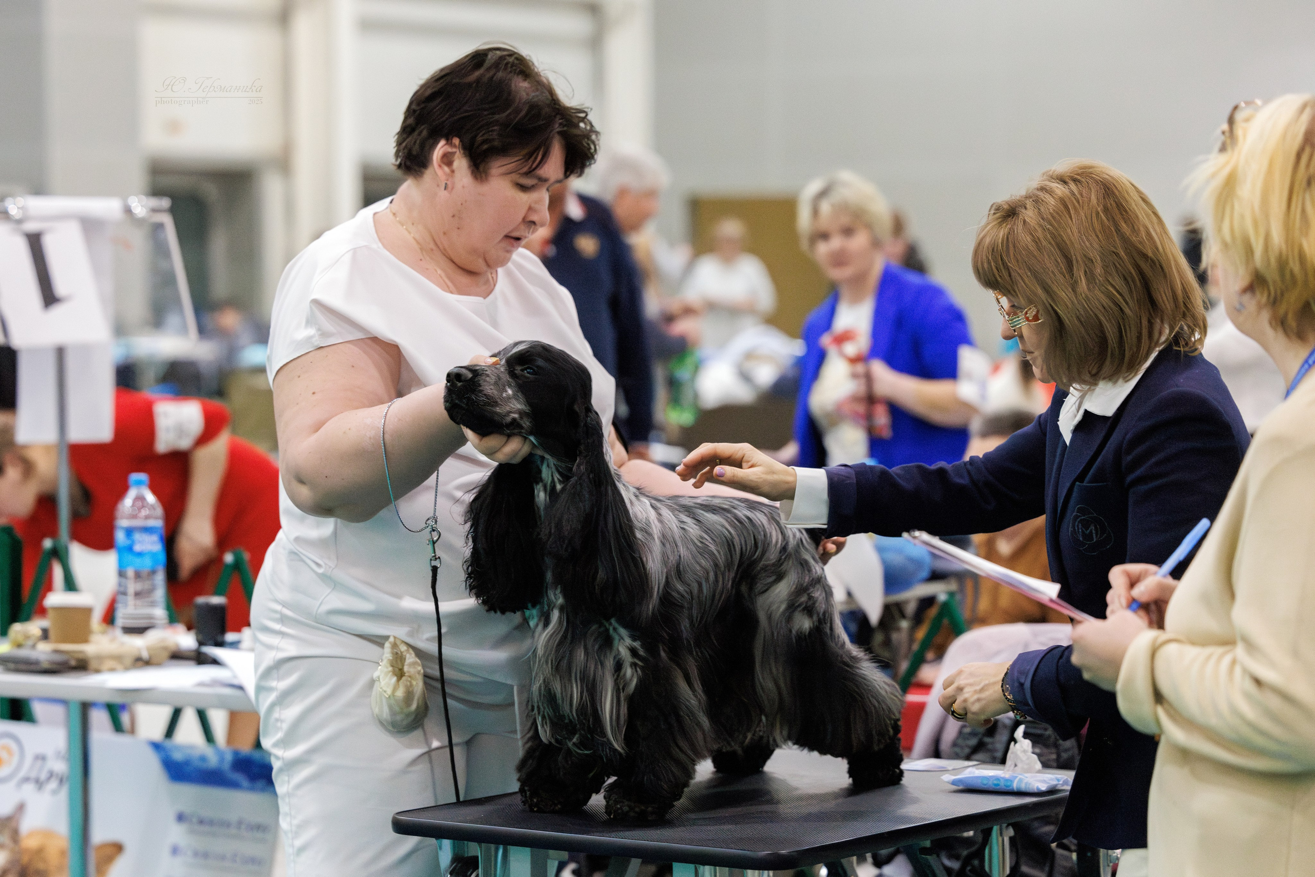Питер ротвейлеры 18.01,Крокус 19.01.2025. Фотограф-анималист Юлия Германика