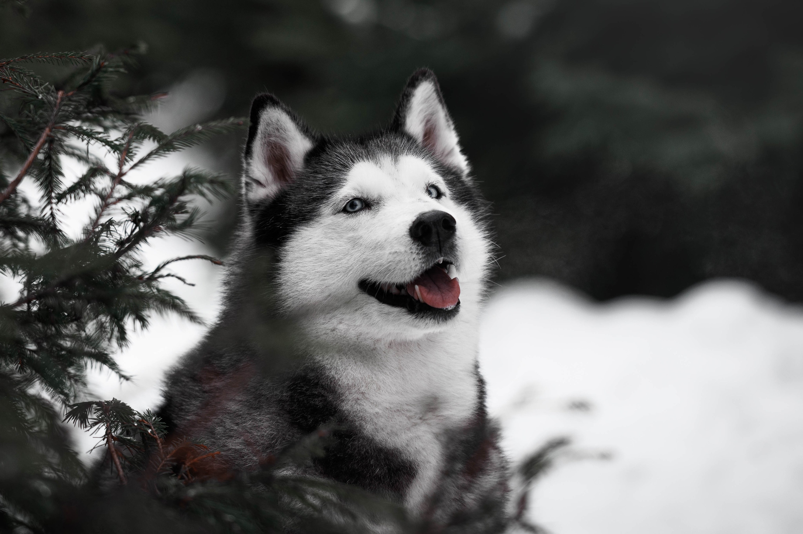 Шанель. Фотограф-анималист