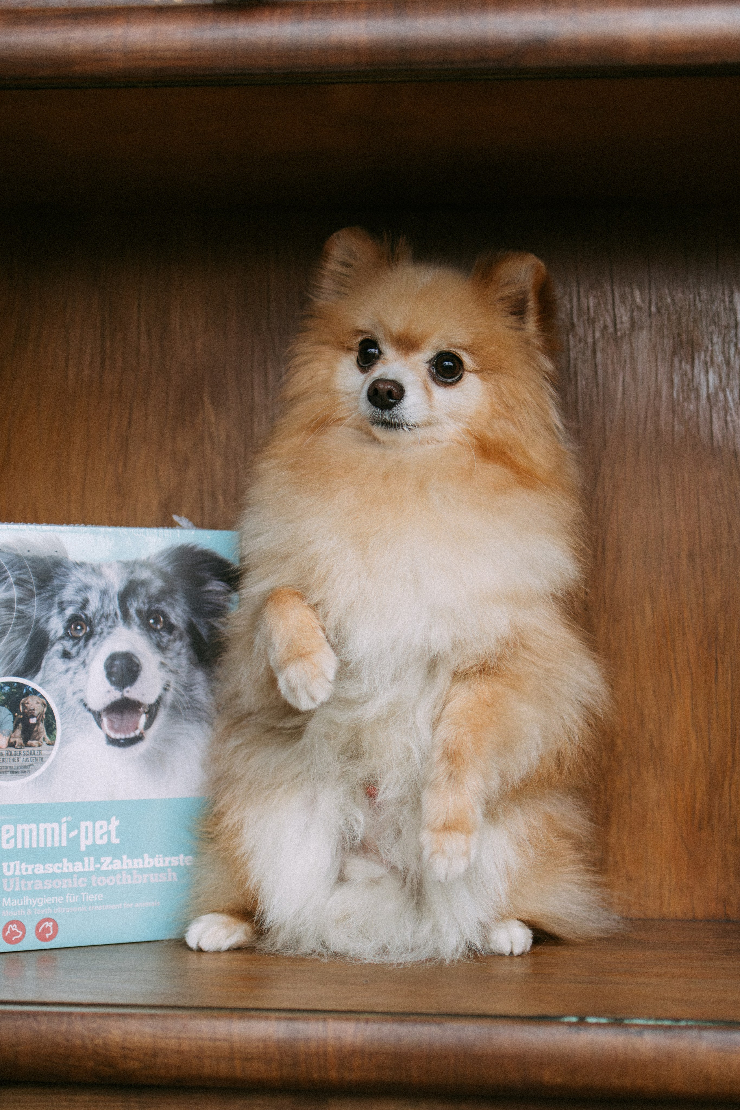 Orozyme&Emmiepet. Фотораф — анималист Мария Шистка