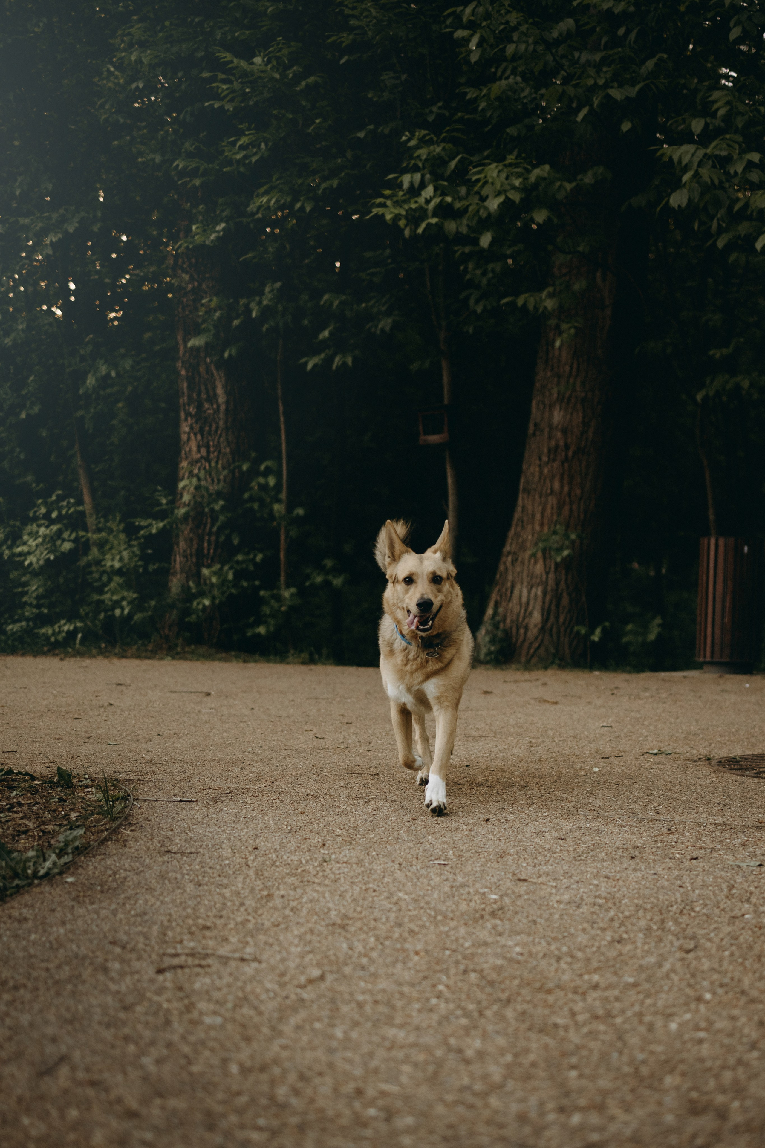 Татьяна, Сергей и их Булочка и Пончик. Фотограф — Анималист | Санкт-Петербург