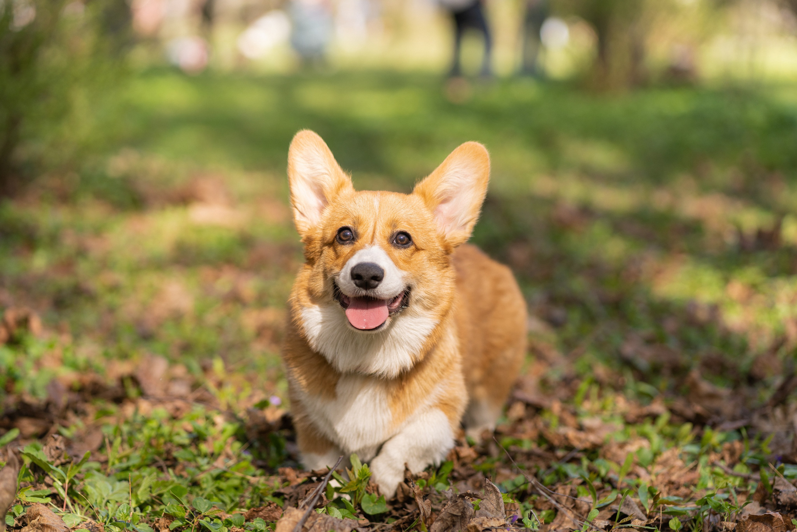 Саша, Настя, Луна. Свадебный фотограф в Москве Анна Полушина