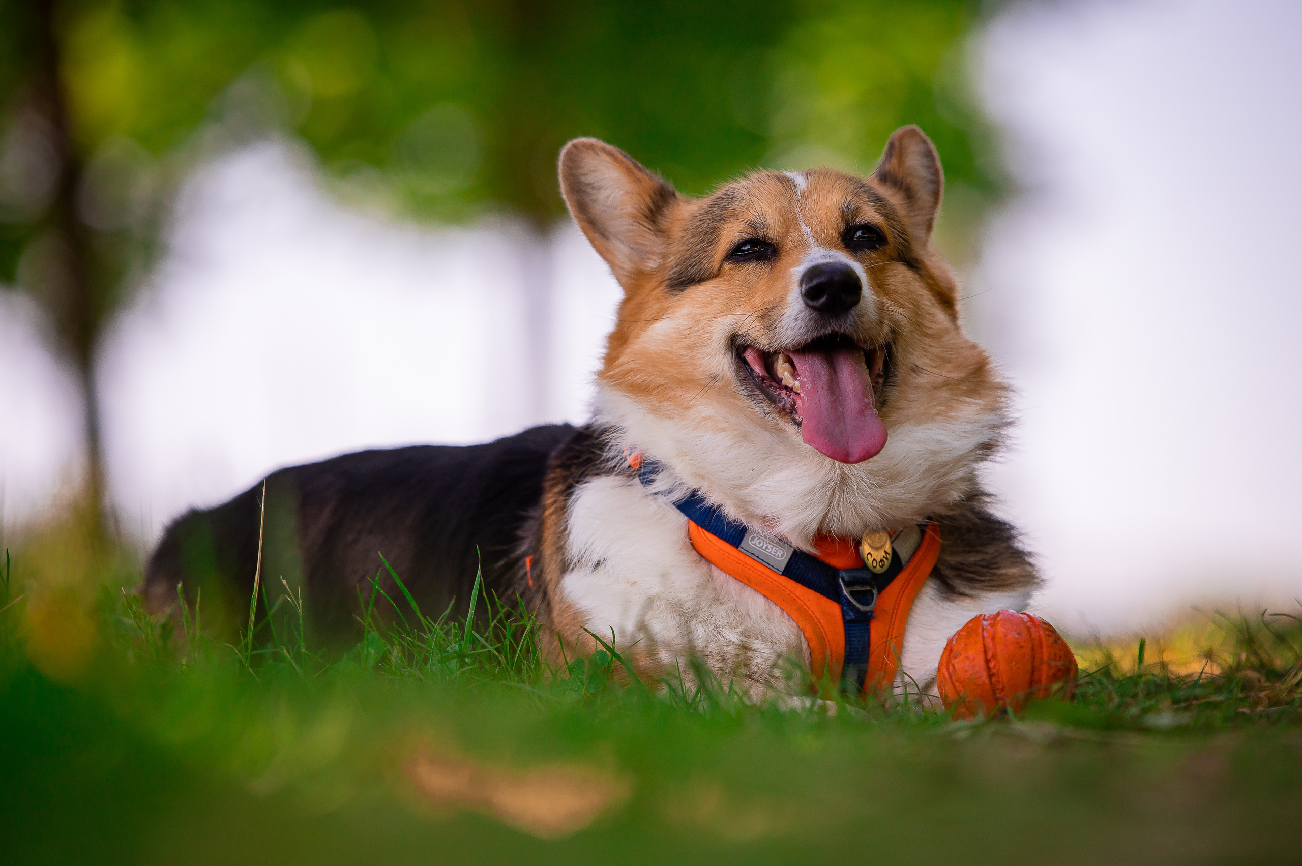 Собаки. Фотограф-анималист в Санкт-Петербурге Анастасия Иванова