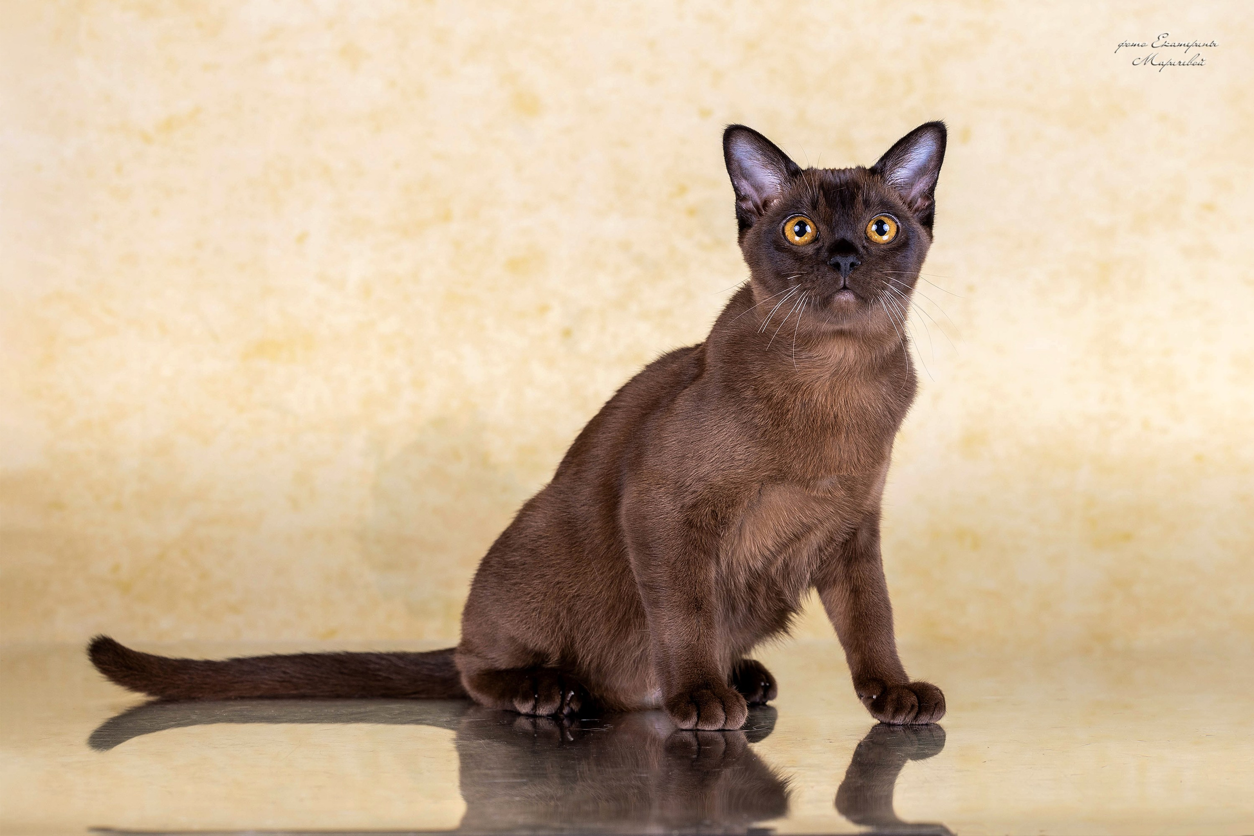 Стендовая съёмка на выставках кошек. Фотограф-анималист в Омске Екатерина Маричева