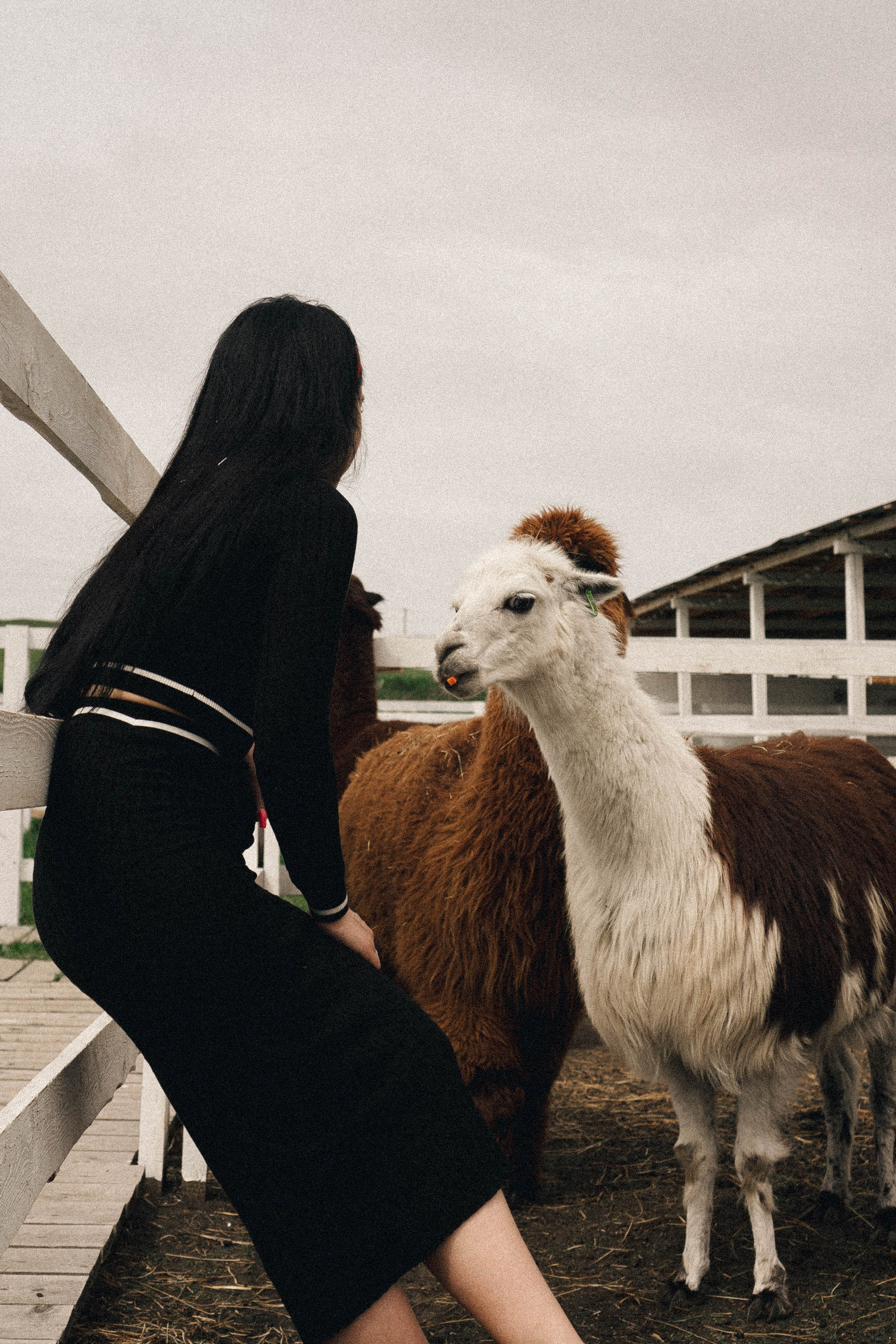 Ферма Альпак. Профессиональный фотограф, Санкт-Петербург — Виктория Богомолова