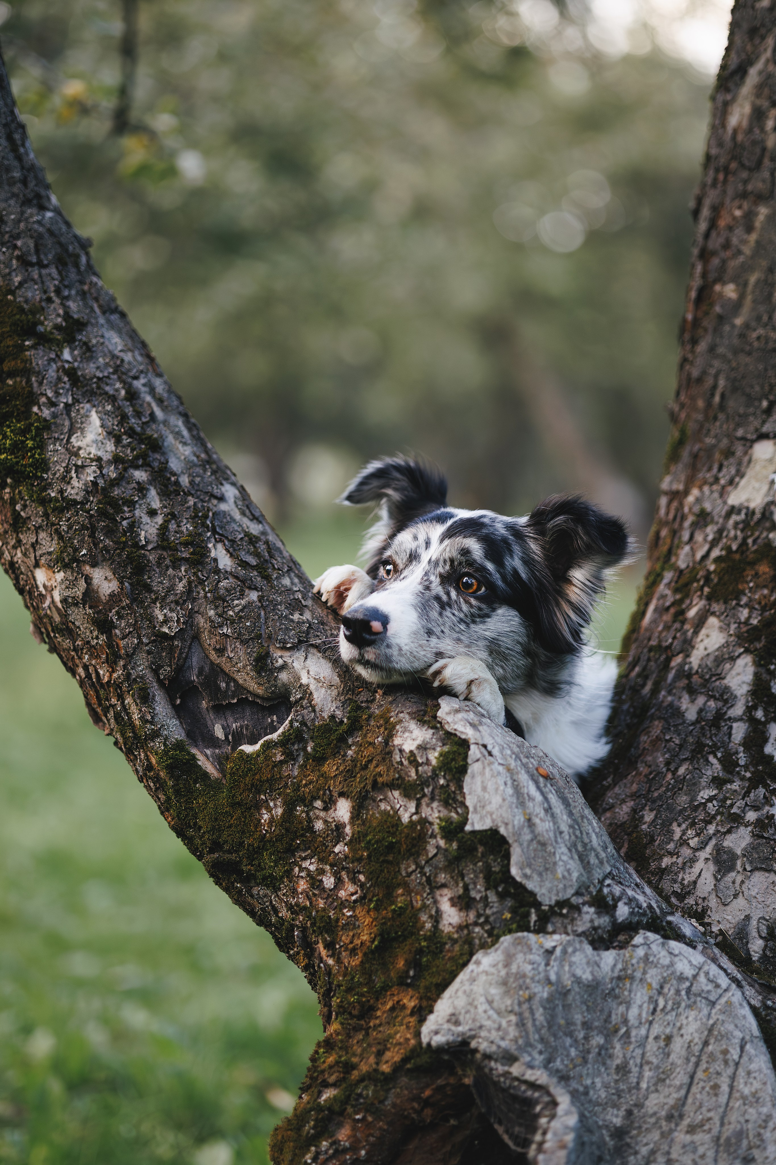 Бордер Колли. Фотограф Анималист в Москве Анастасия Жучкова