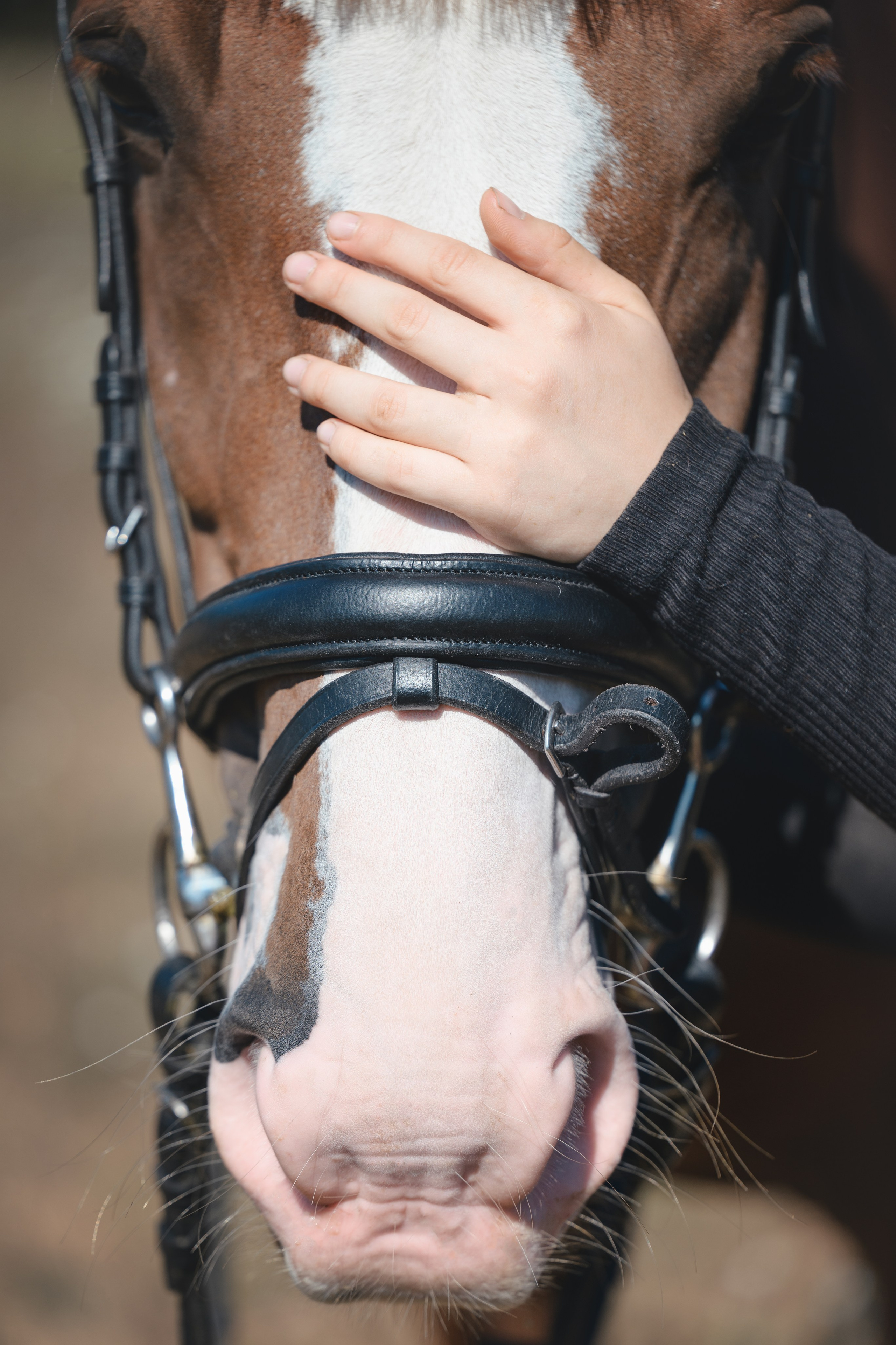 Виктория и Лео. Фотограф Анималист в Москве Анастасия Жучкова