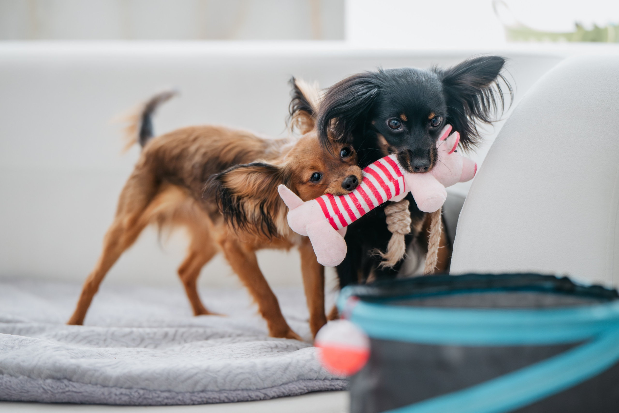 Домашняя съемка. Фотограф Анималист в Москве Анастасия Жучкова