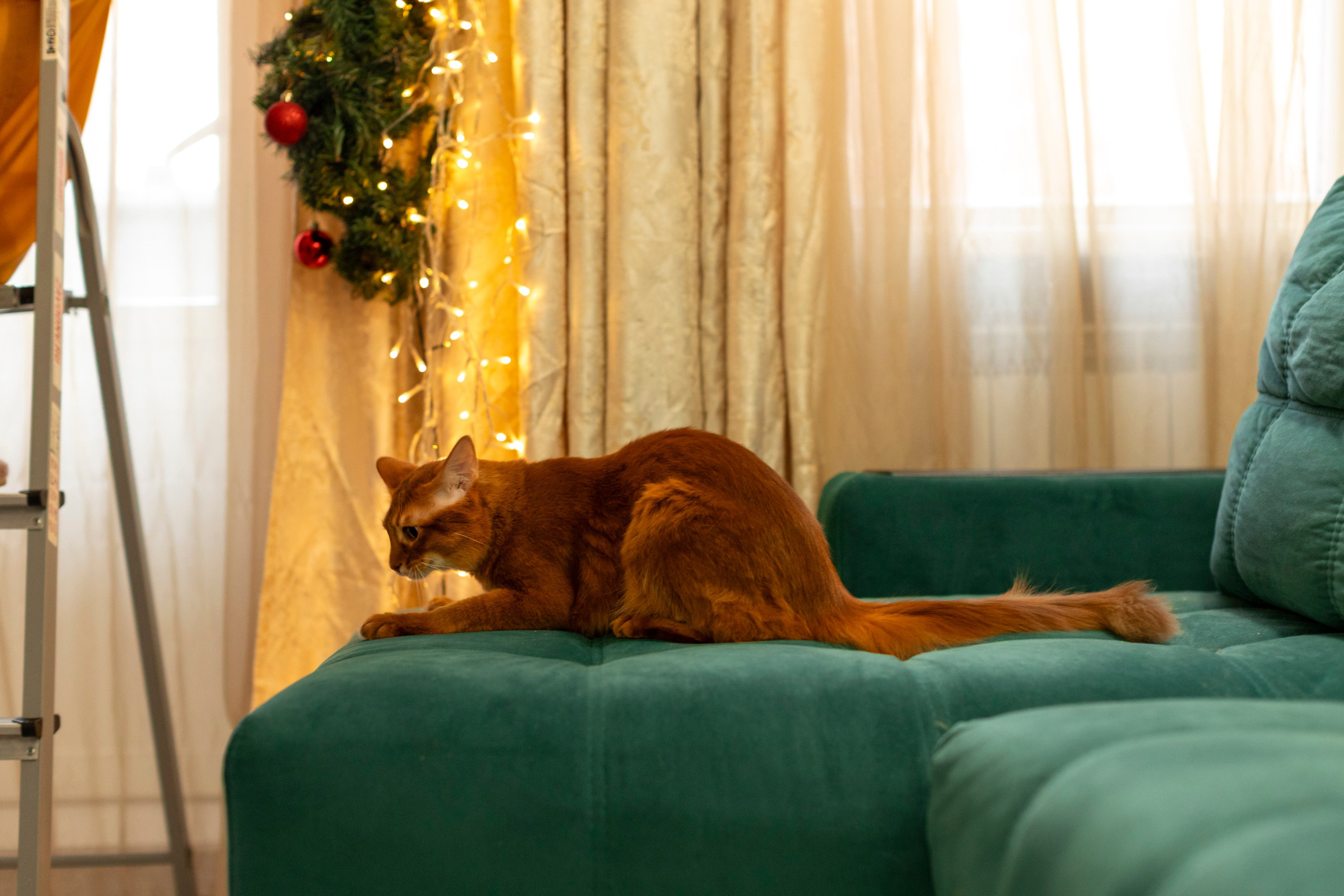 Сомали. Art my Pho