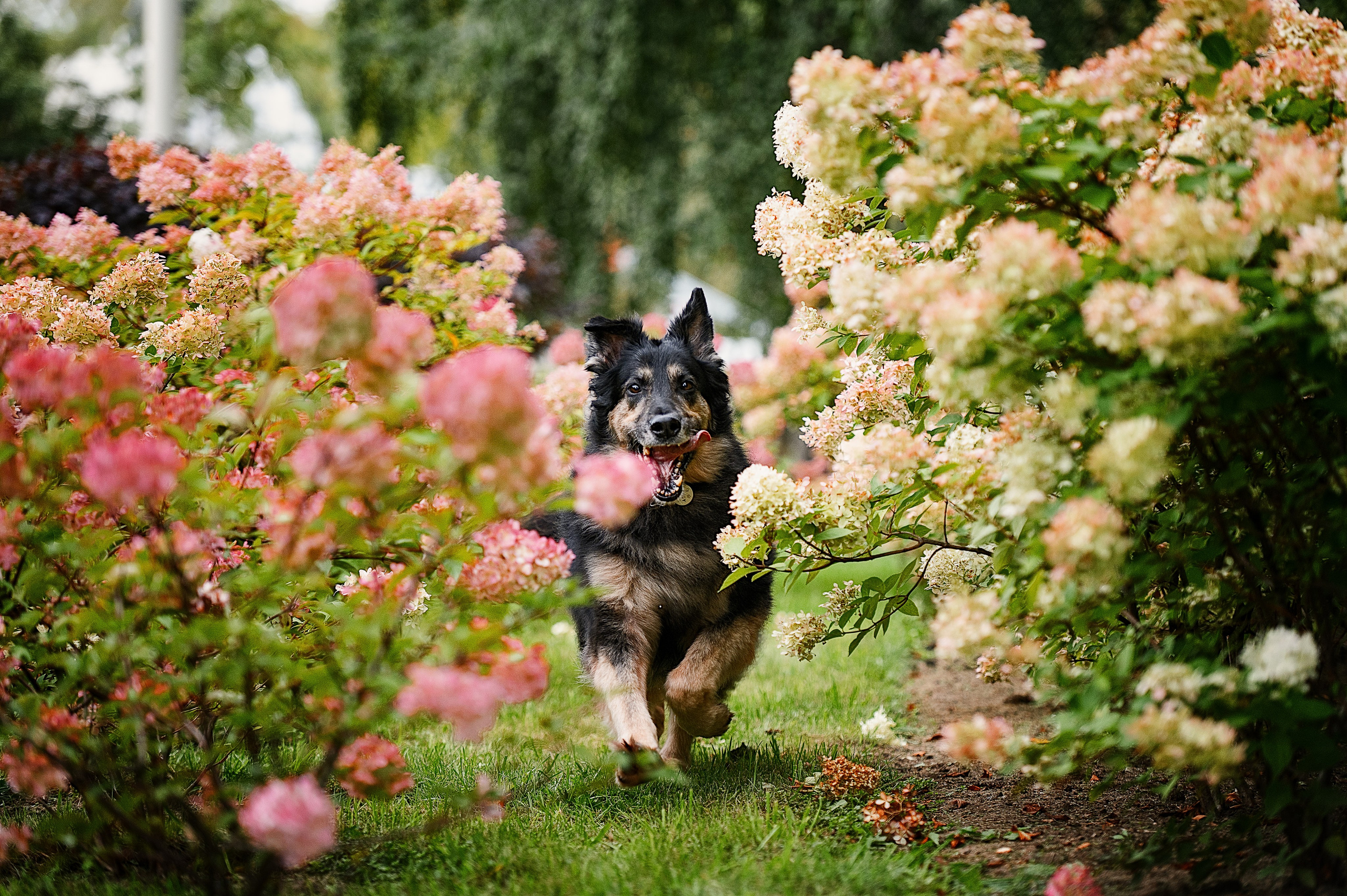 Алиса на ВДНХ. Фотограф-анималист