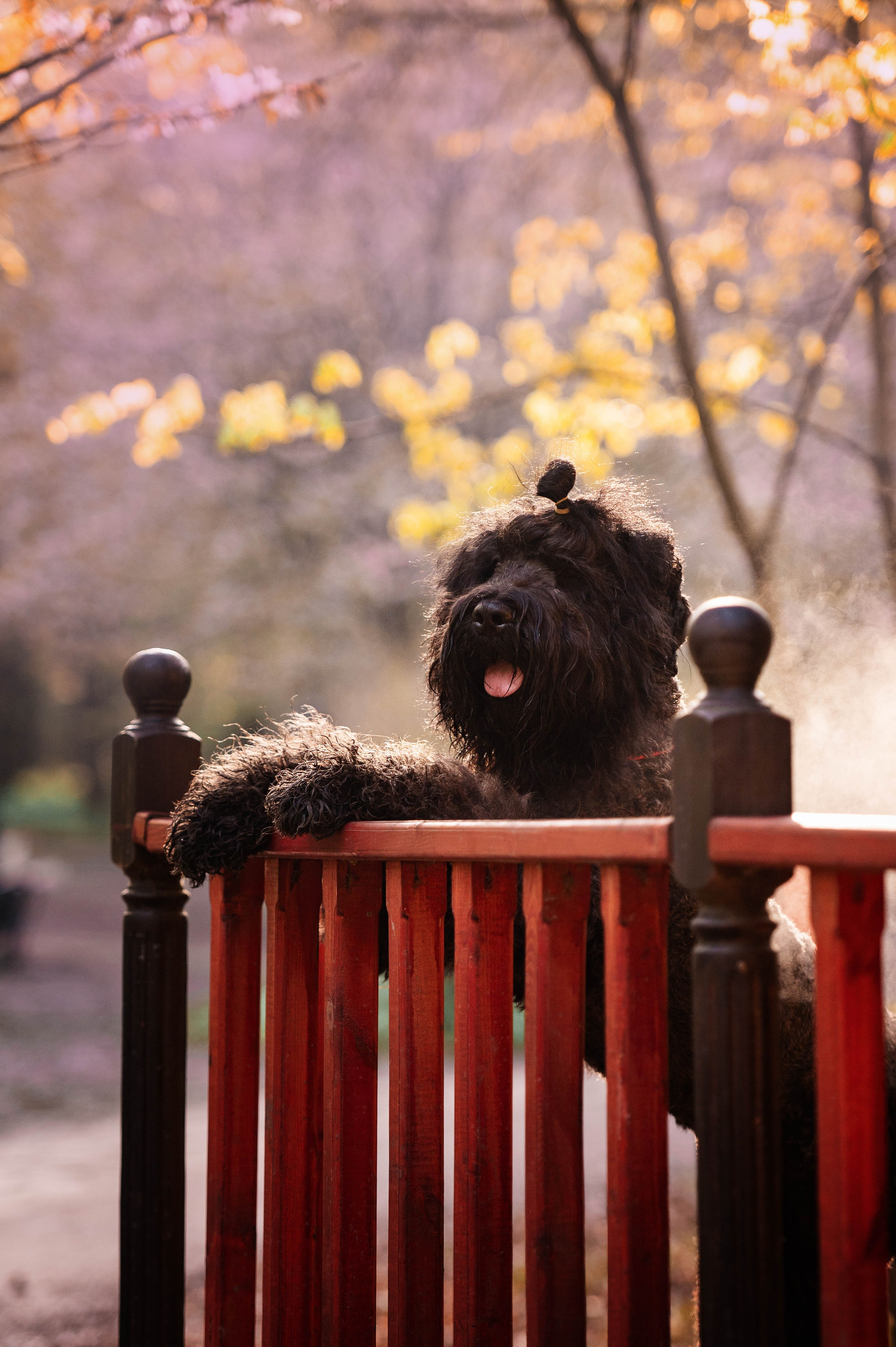 Черныши, сакура и краски холи. Фотограф-анималист