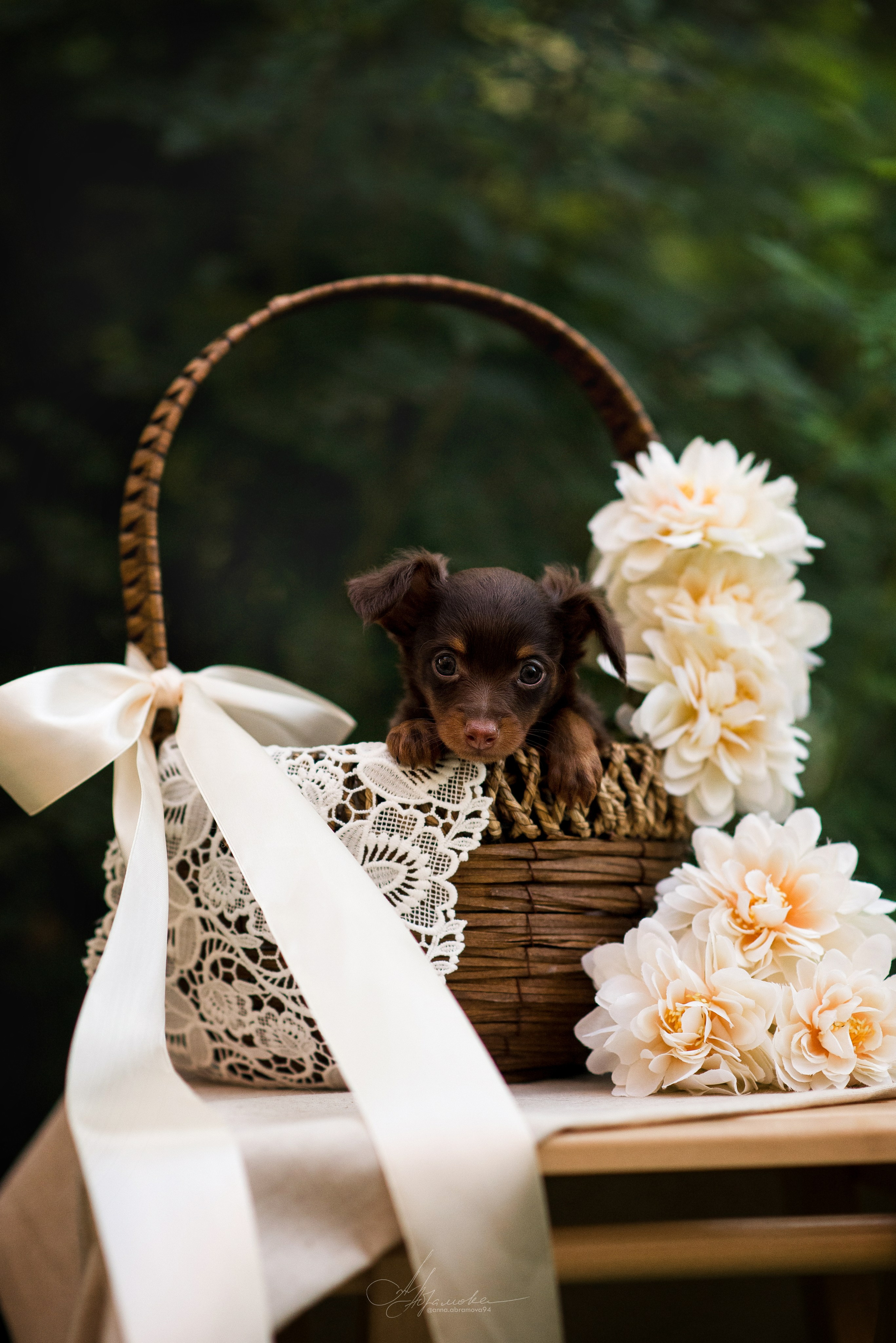 Фотограф — Анималист | Анна Абрамова