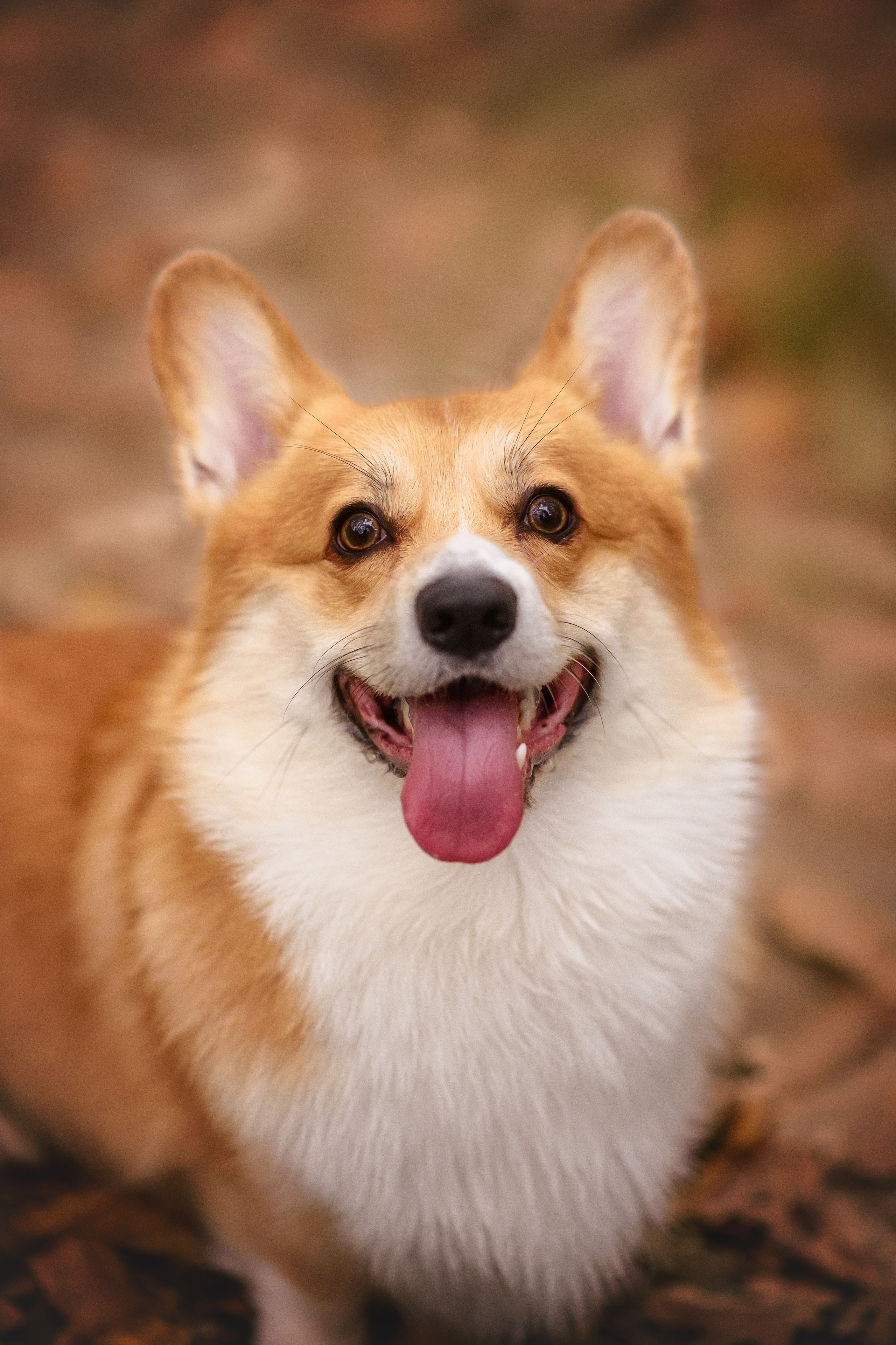 Женя и Феникс — 05.10.2024. Фотограф — Анималист | Анна Абрамова