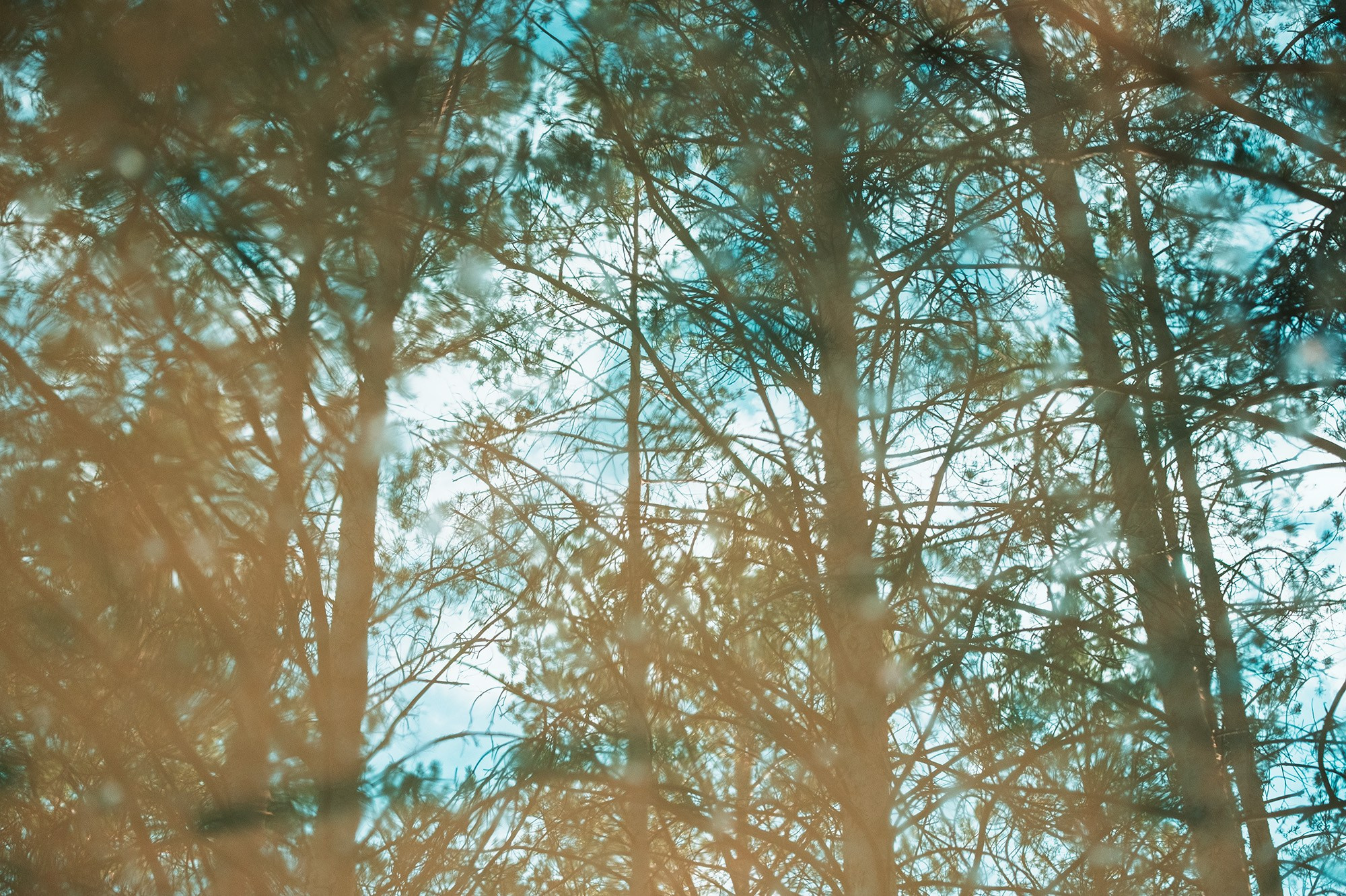 Природа. Фотограф в городе Каменск-Уральский — Метелёв Андрей