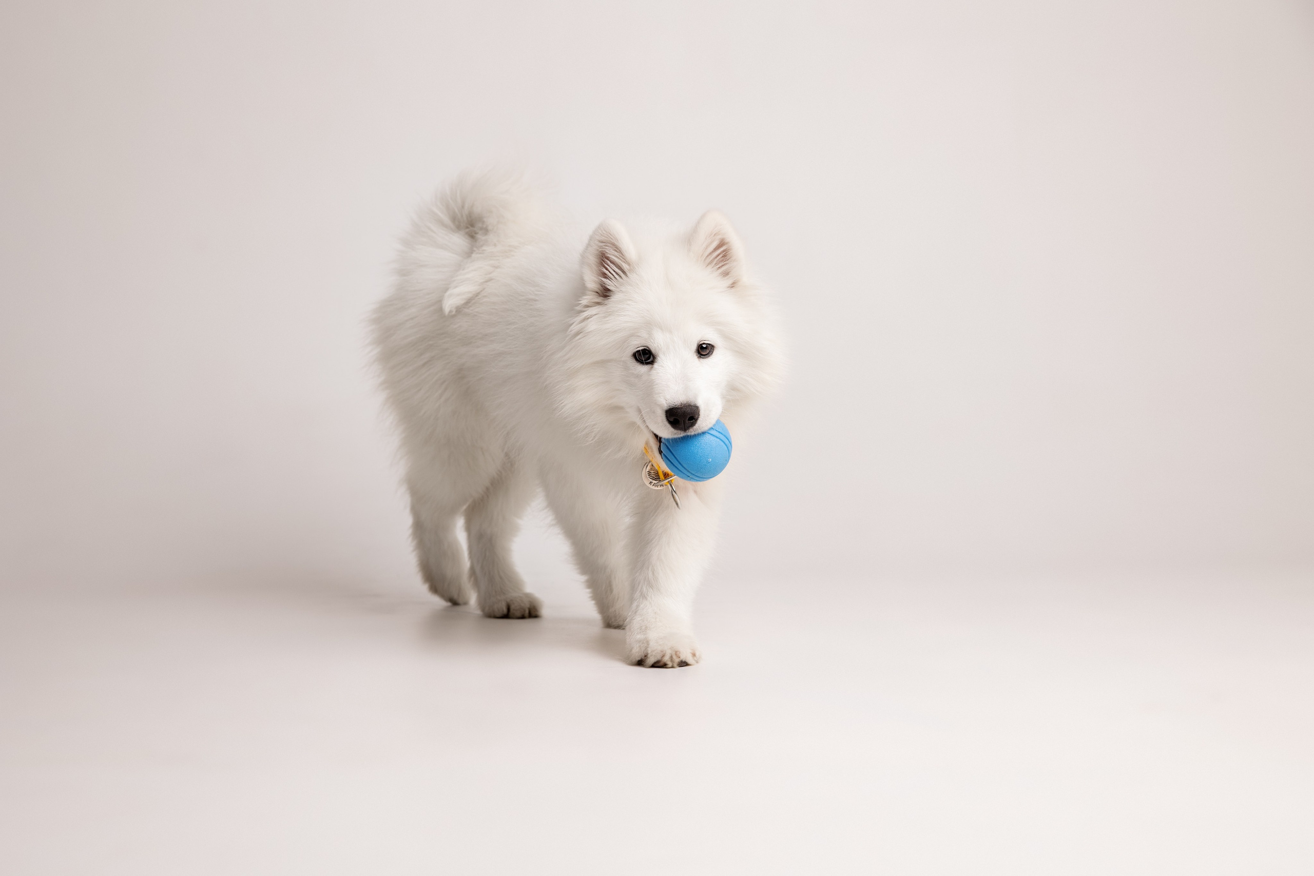 Кая и Даяна. Фотограф анималист в Москве Майорова Евгения