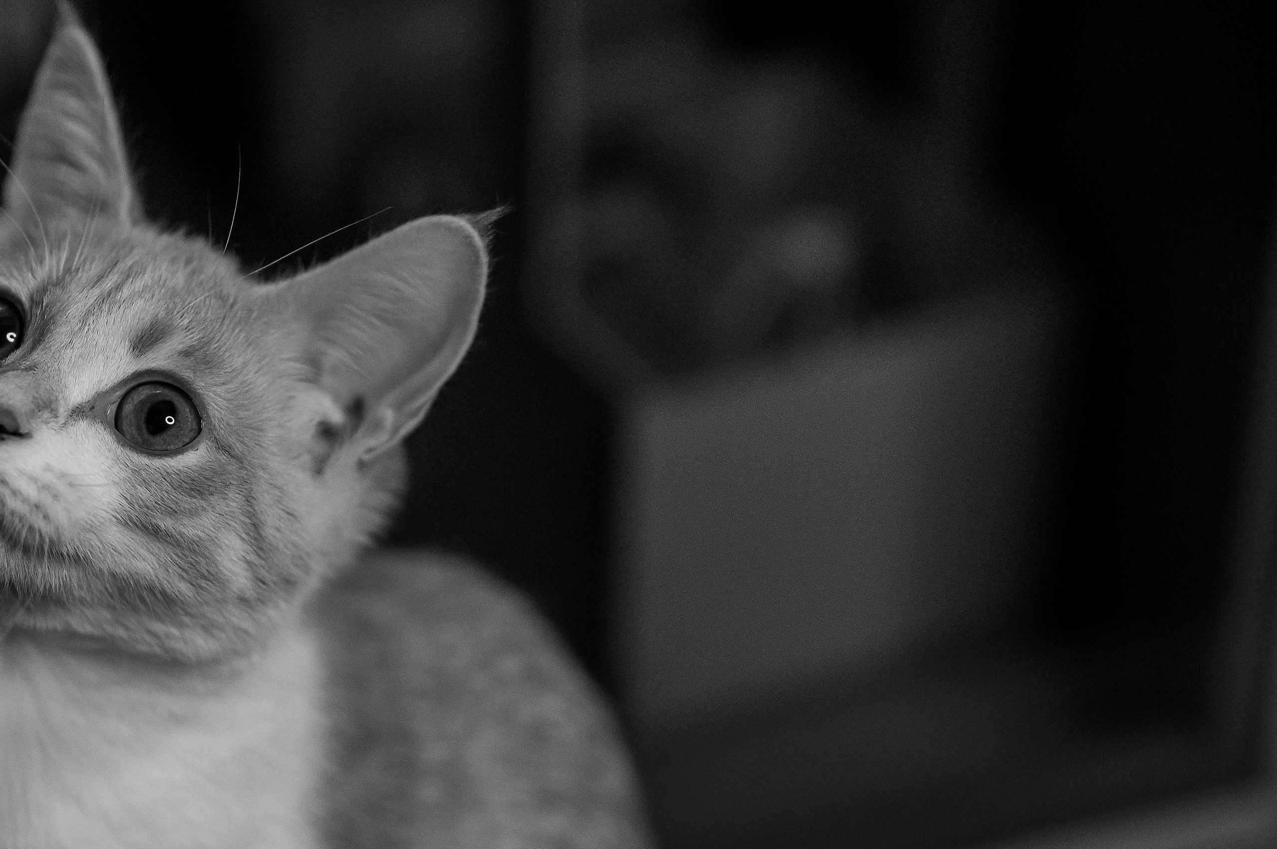 Котовая серия: Настя и Текилла (Королёв, 2022). Анна Пушина, фотограф, Москва, Королев, Пушкино