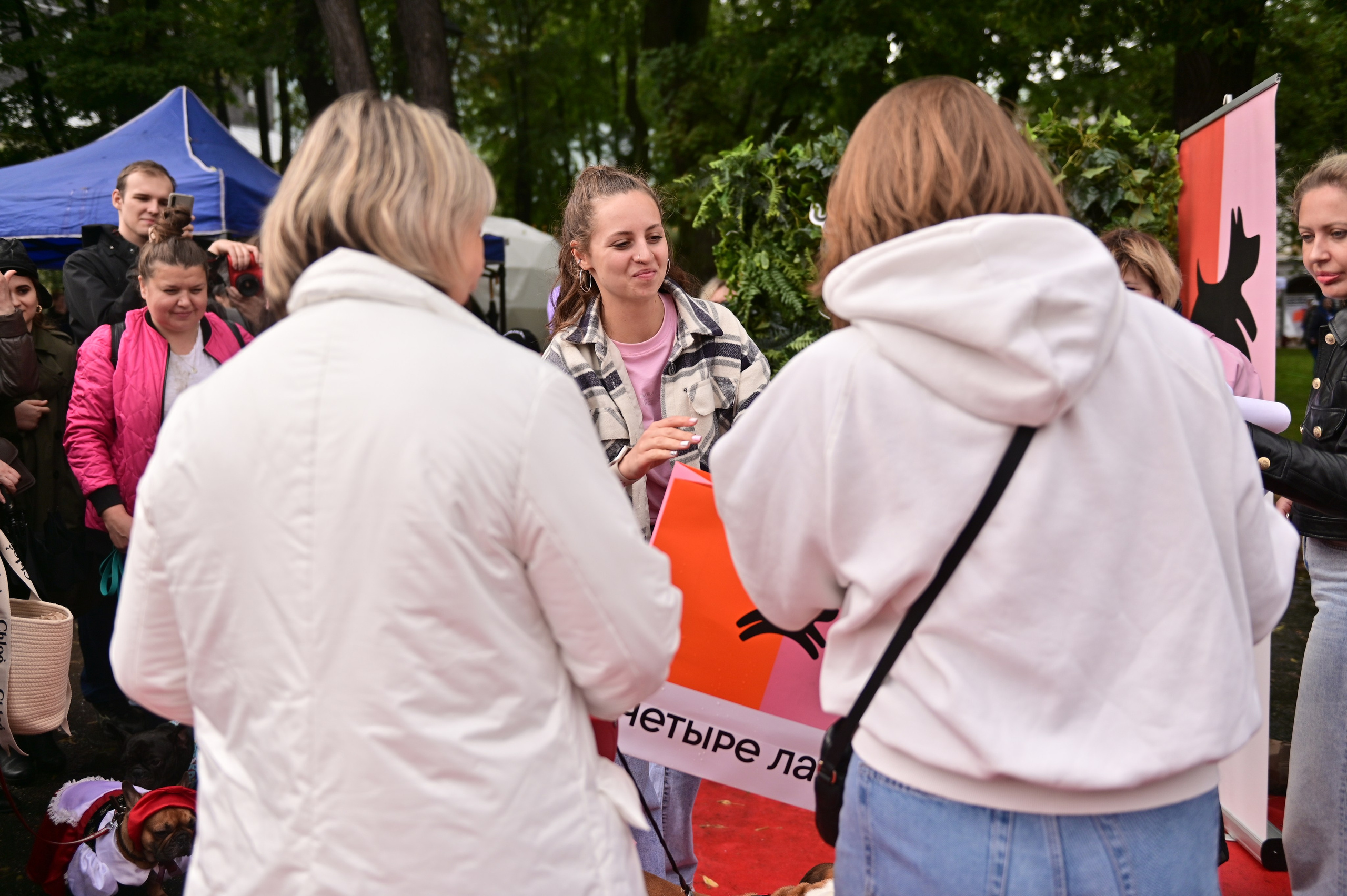 Парад французский бульдогов. Анна Пушина, фотограф, Москва, Королев, Пушкино
