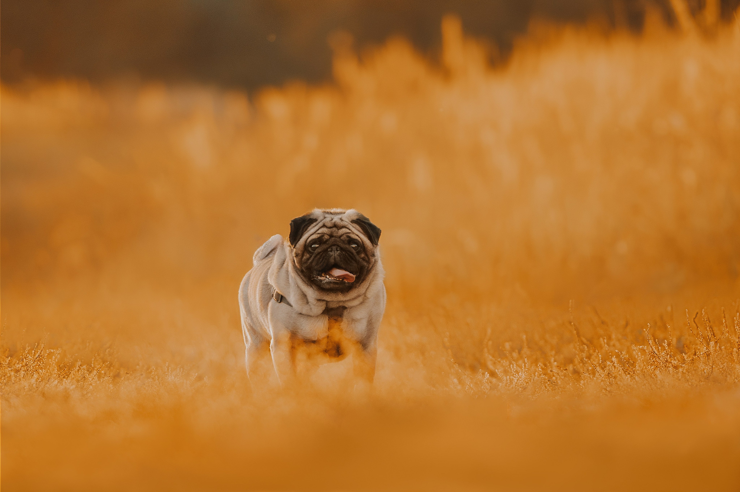 Таня и мопс Патрик (Мытищи, 2024). Анна Пушина, фотограф, Москва, Королев, Пушкино
