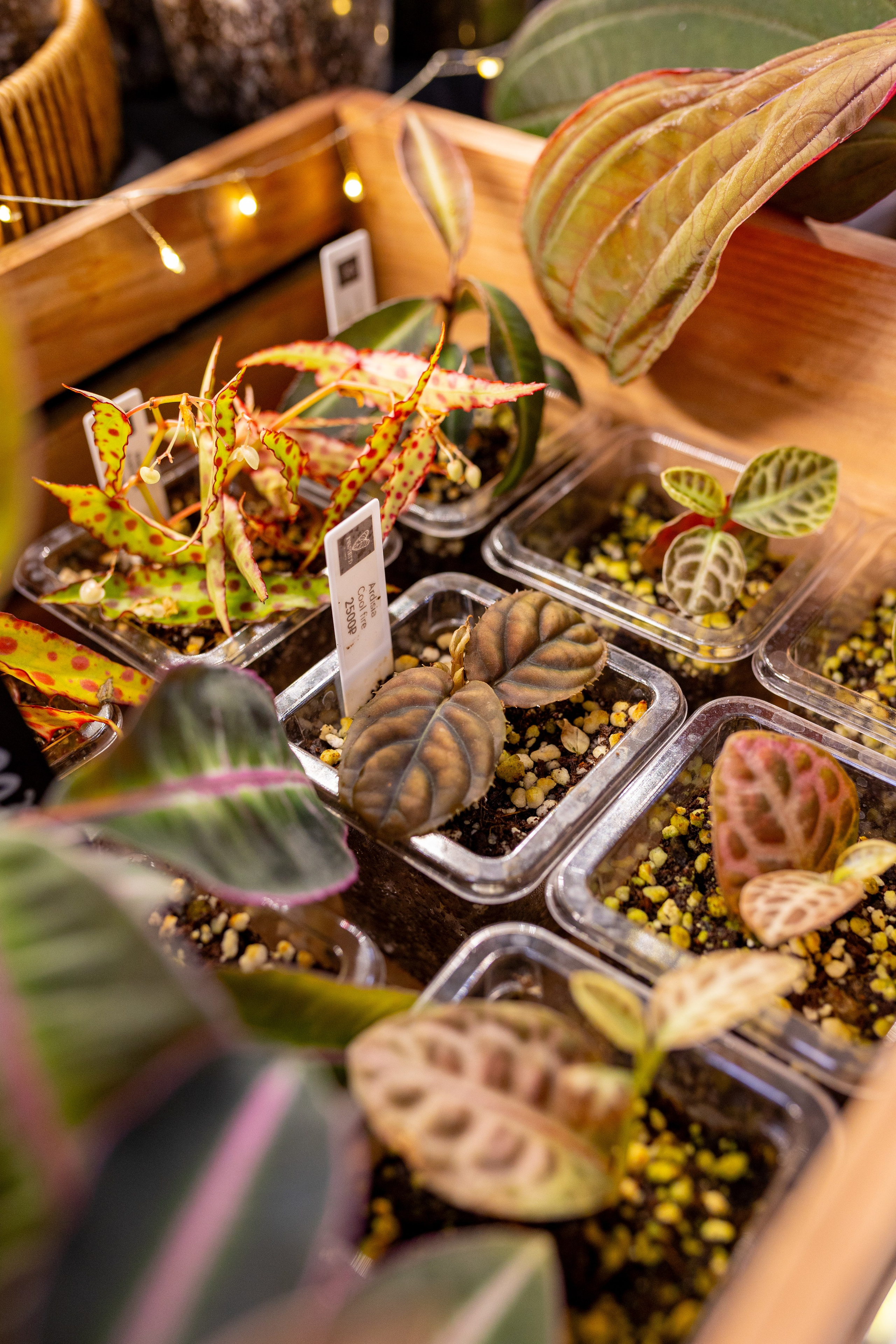 Орхидиум 12.2025. Александра Куликова фотограф, Москва