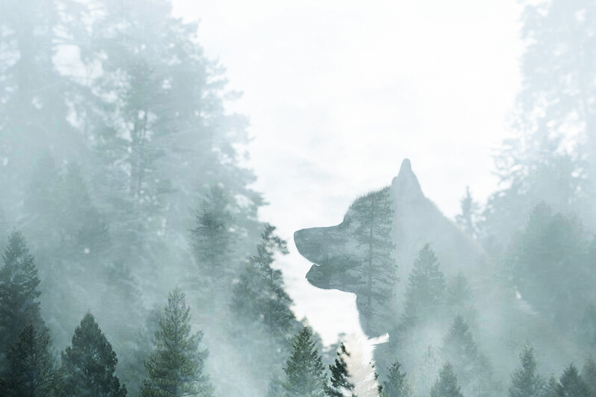 Полина, Уго и Пышка. Фотограф анималист в Москве и Санкт-Петербурге Свиридова Анна