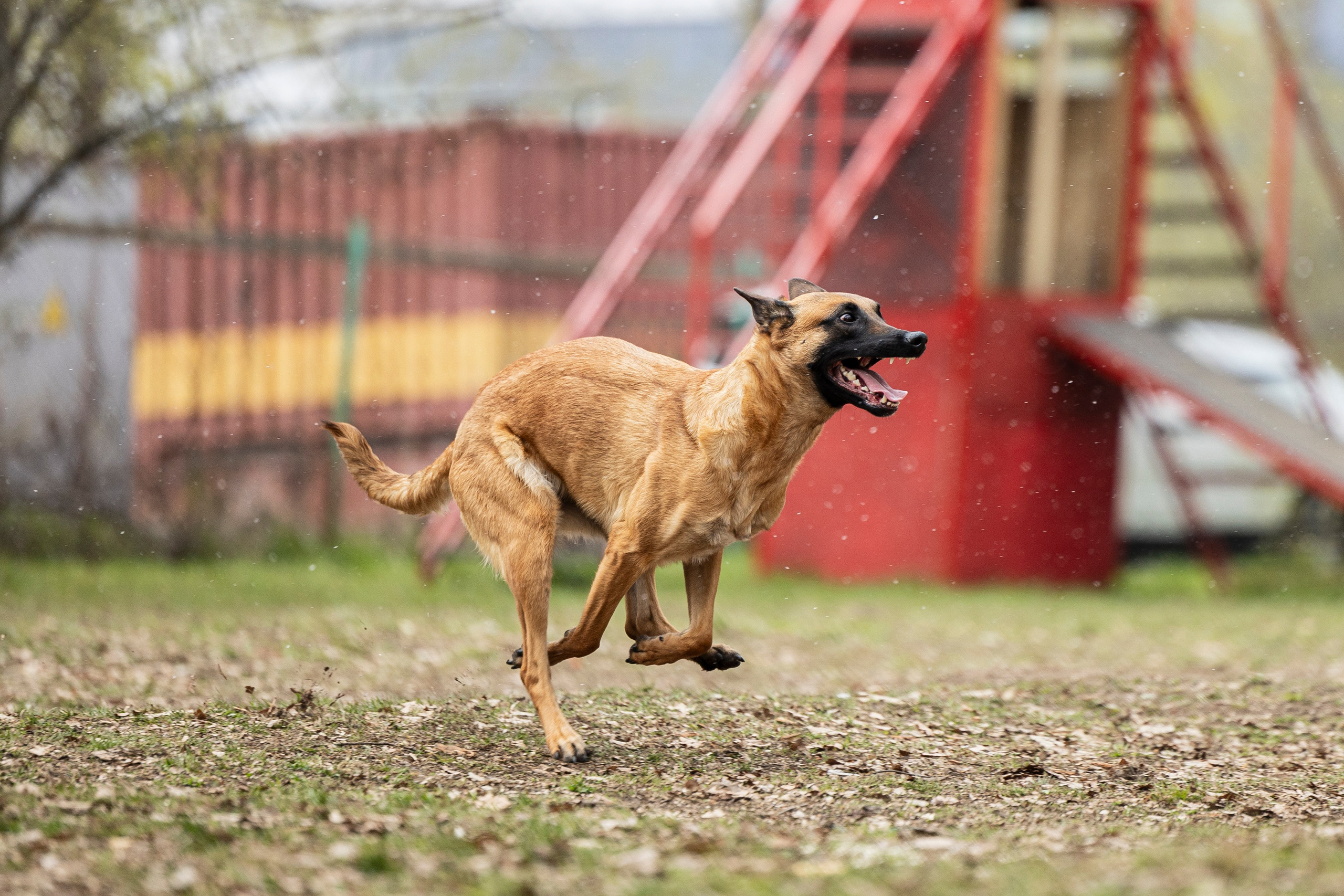 Квалификационные состязания по мондьорингу г. Вологда 11.05.24. Фотограф-анималист Анна Маринич