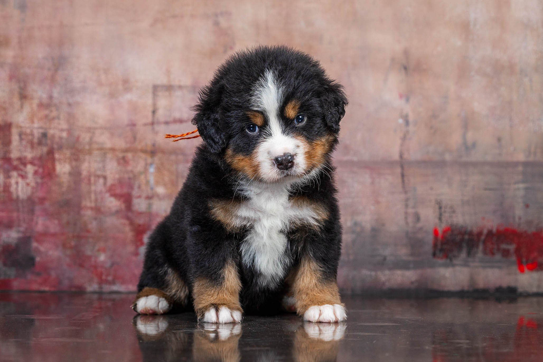 Щенки. Фотограф-анималист Александра Шеремет