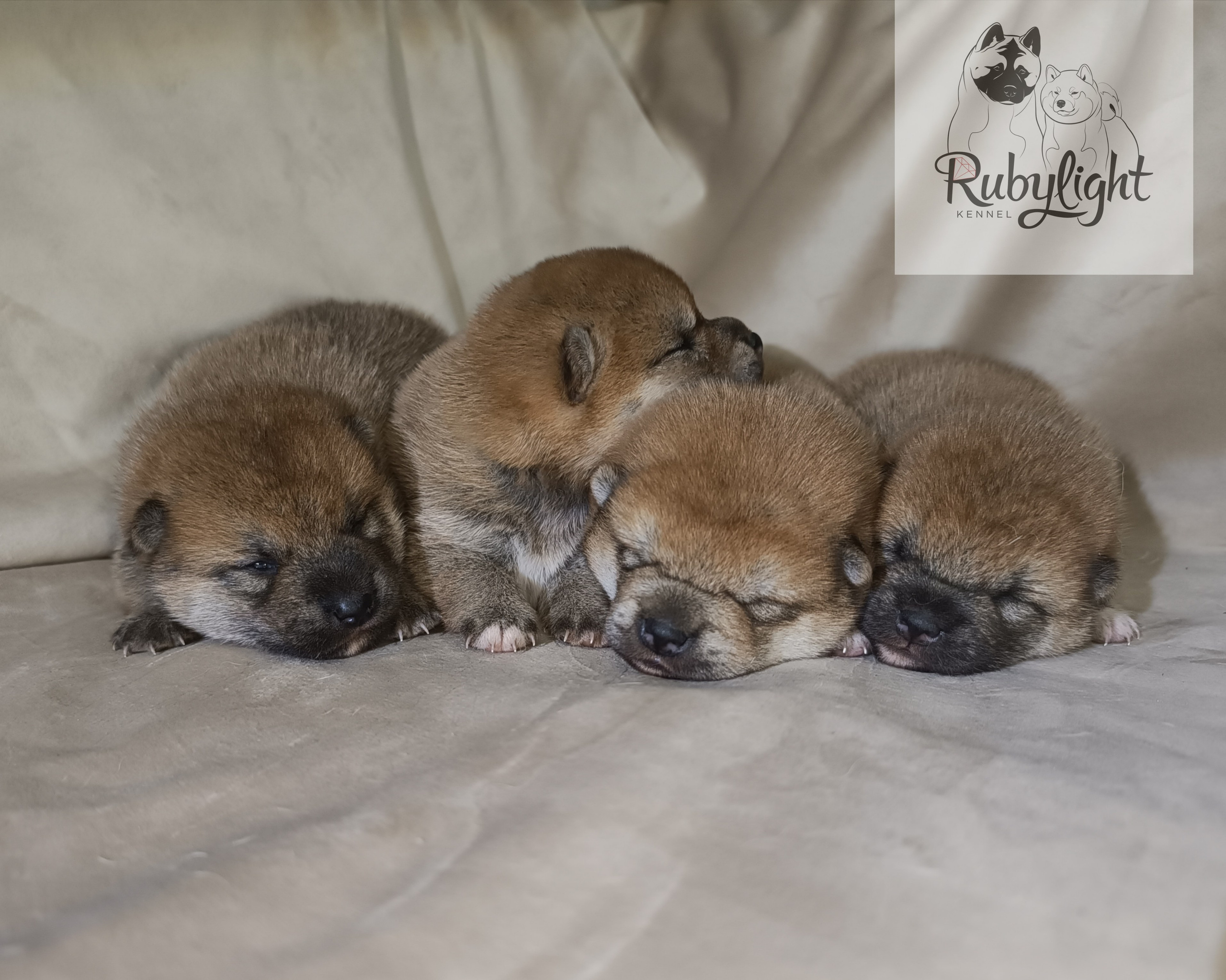 сиба питомник Рубилайт щенки на продажу rubylight  сиба щенки купить СПб Санкт-Петербург 