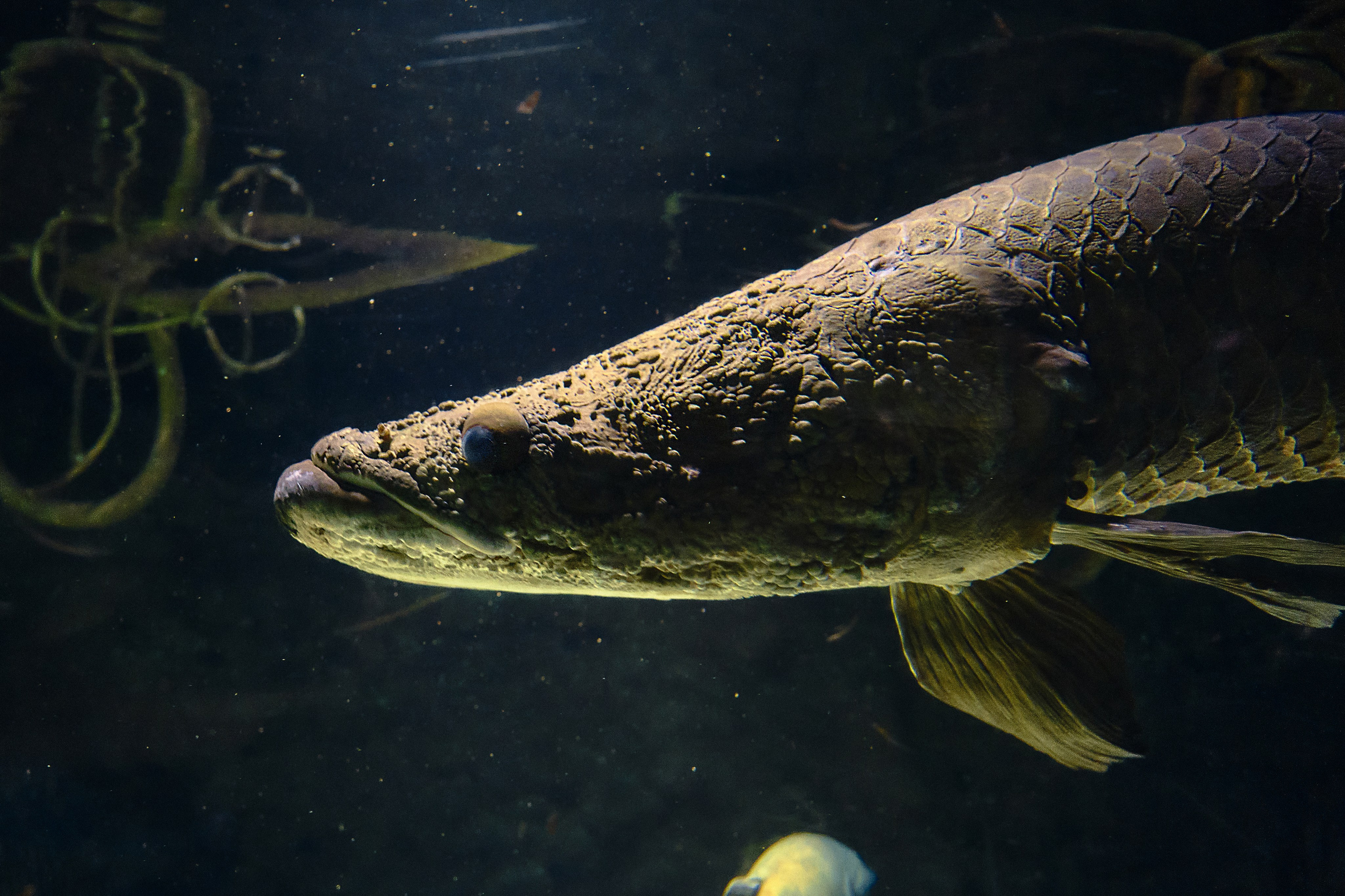 Japan / Osaka≫Kyoto≫Tokyo. Aleksandr Kobtsev