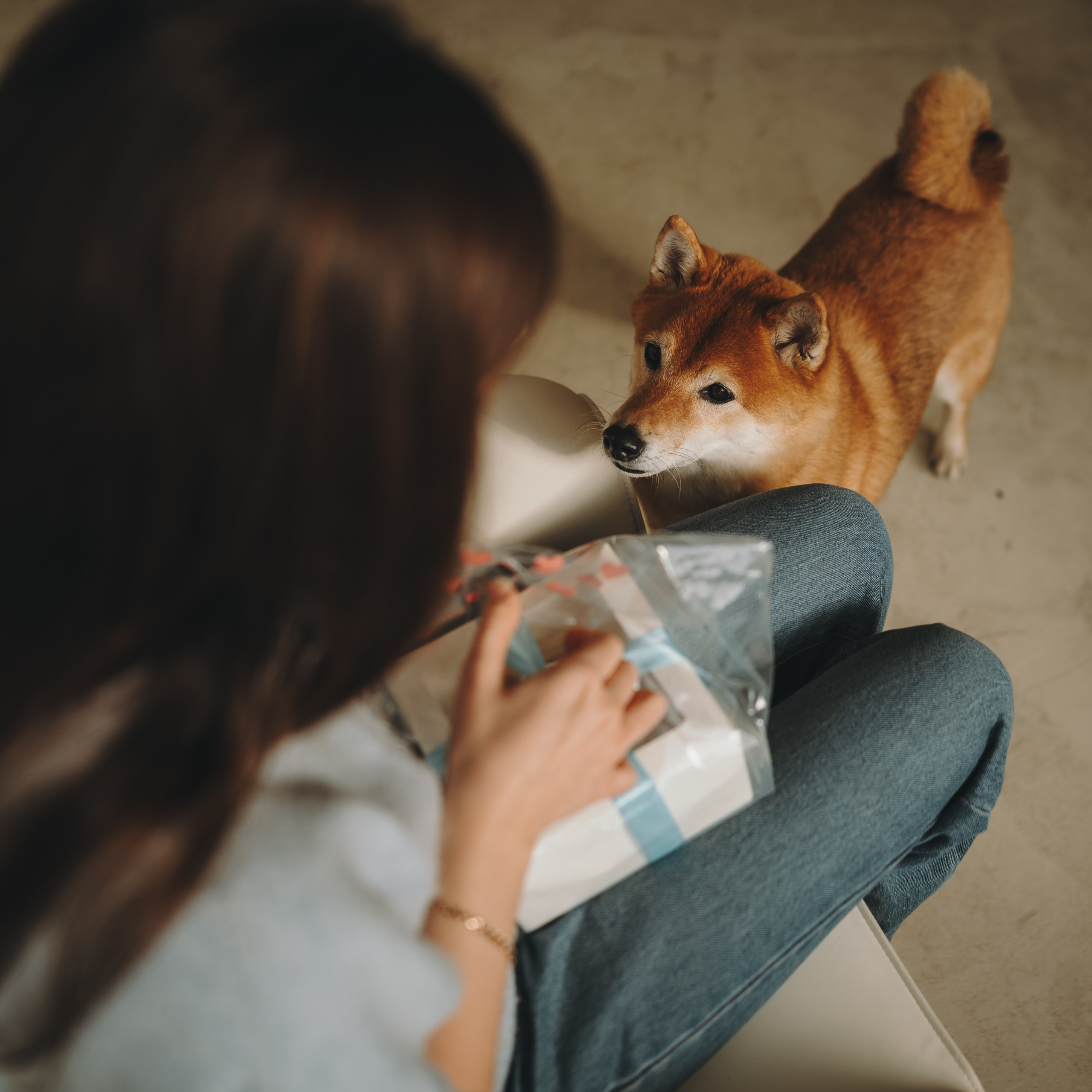 День рождения Кексика. Семейный фотограф анималист Ананьева Мария — Москва