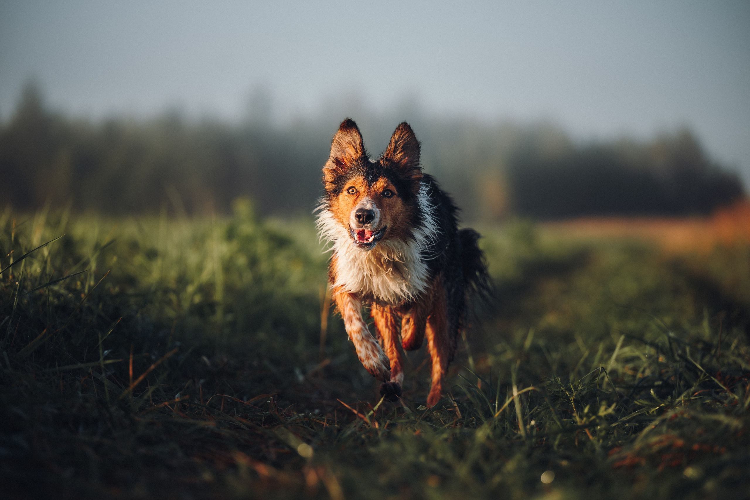 Саша, Флик и Эсприт. Семейный фотограф анималист Ананьева Мария — Москва