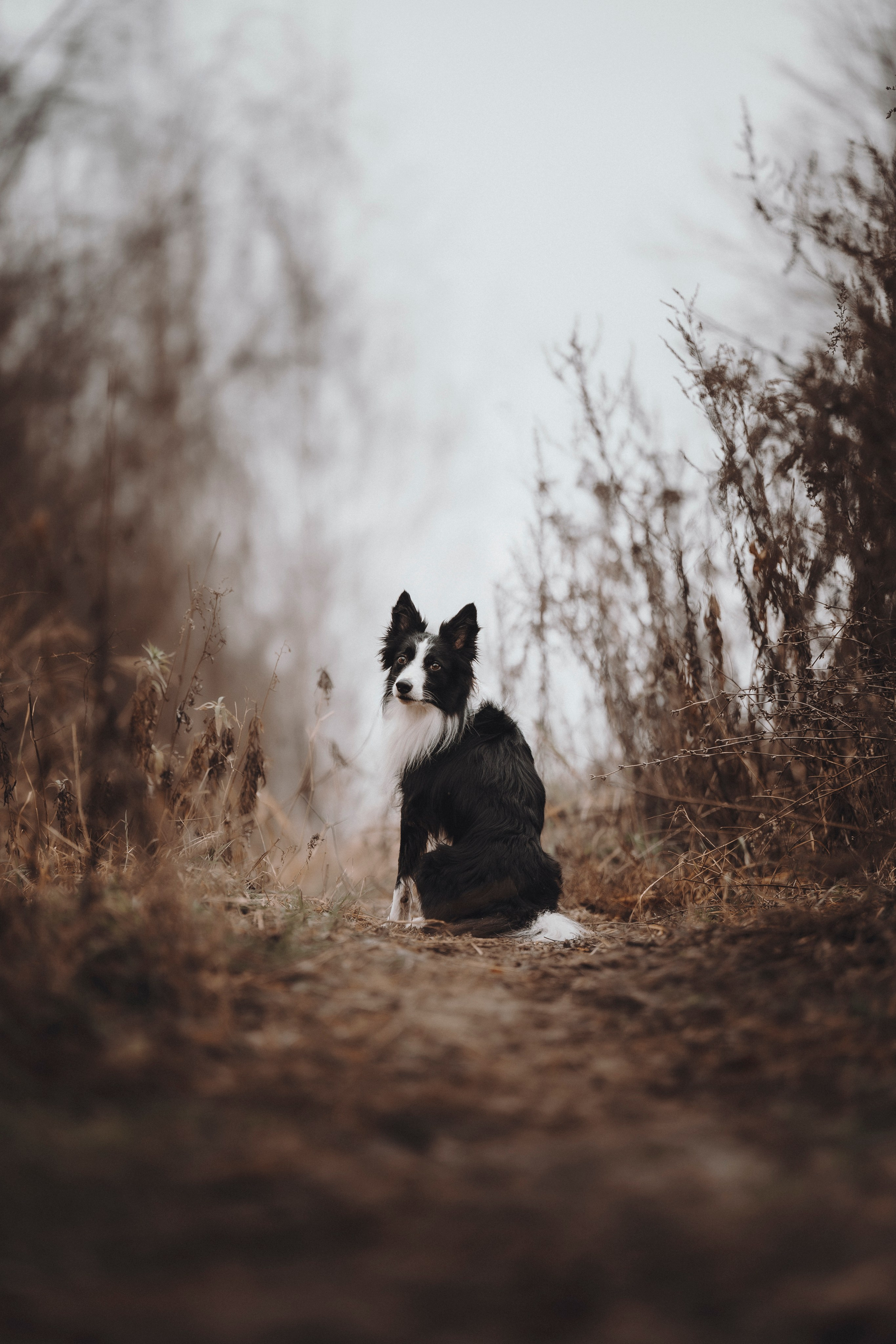 Даша и Того. Семейный фотограф анималист Ананьева Мария — Москва