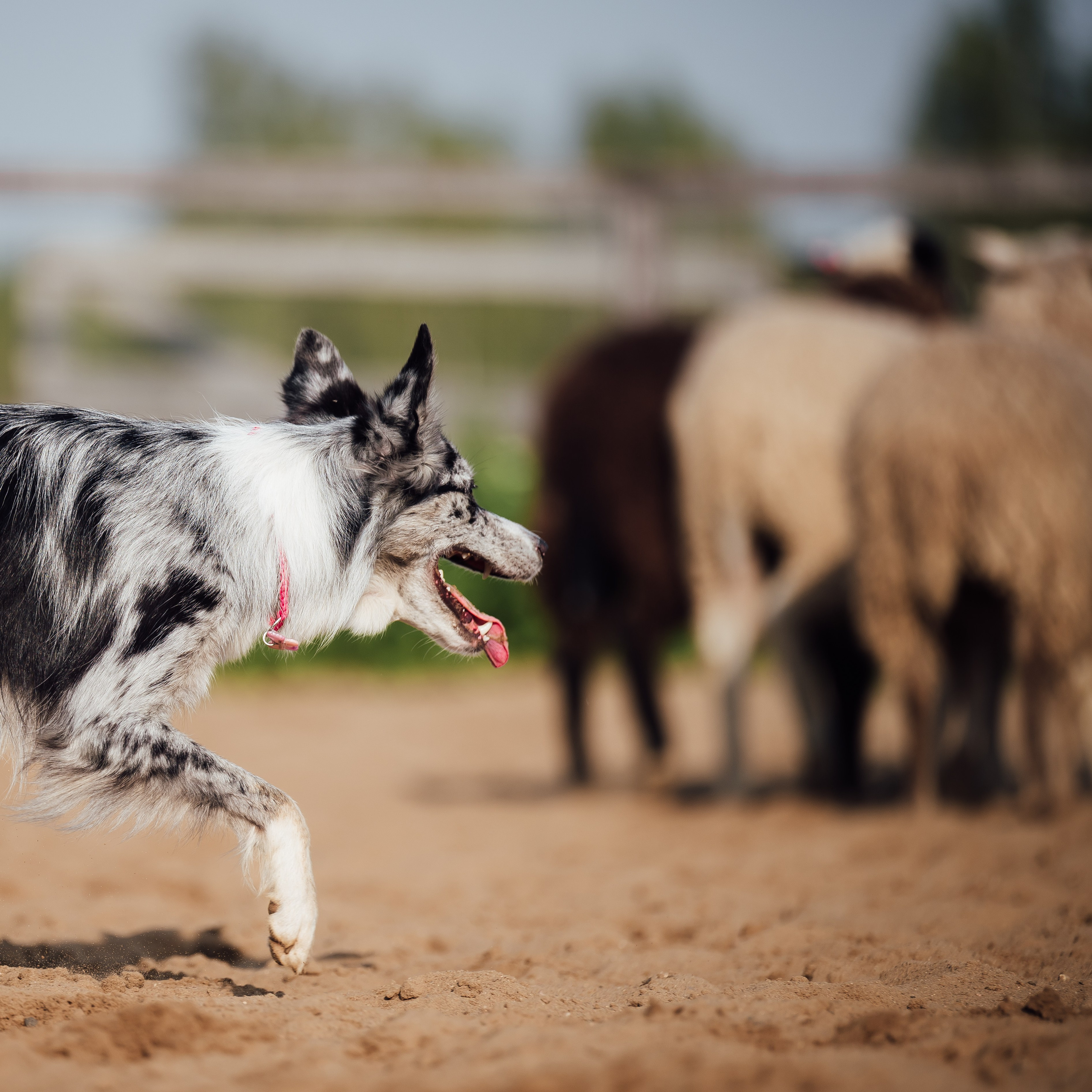 Пастьба. Семейный фотограф анималист Ананьева Мария — Москва