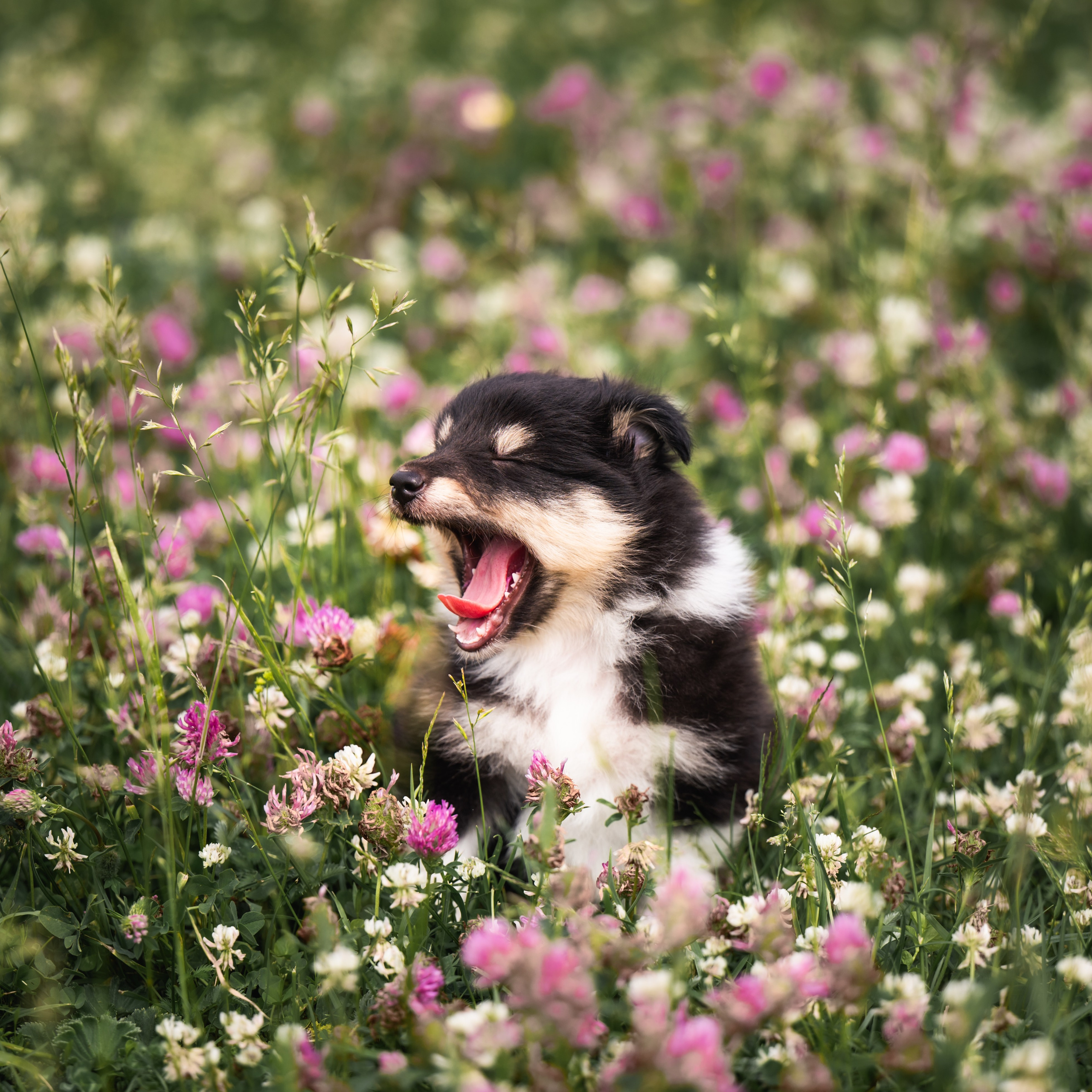 Шелти. Семейный фотограф анималист Ананьева Мария — Москва